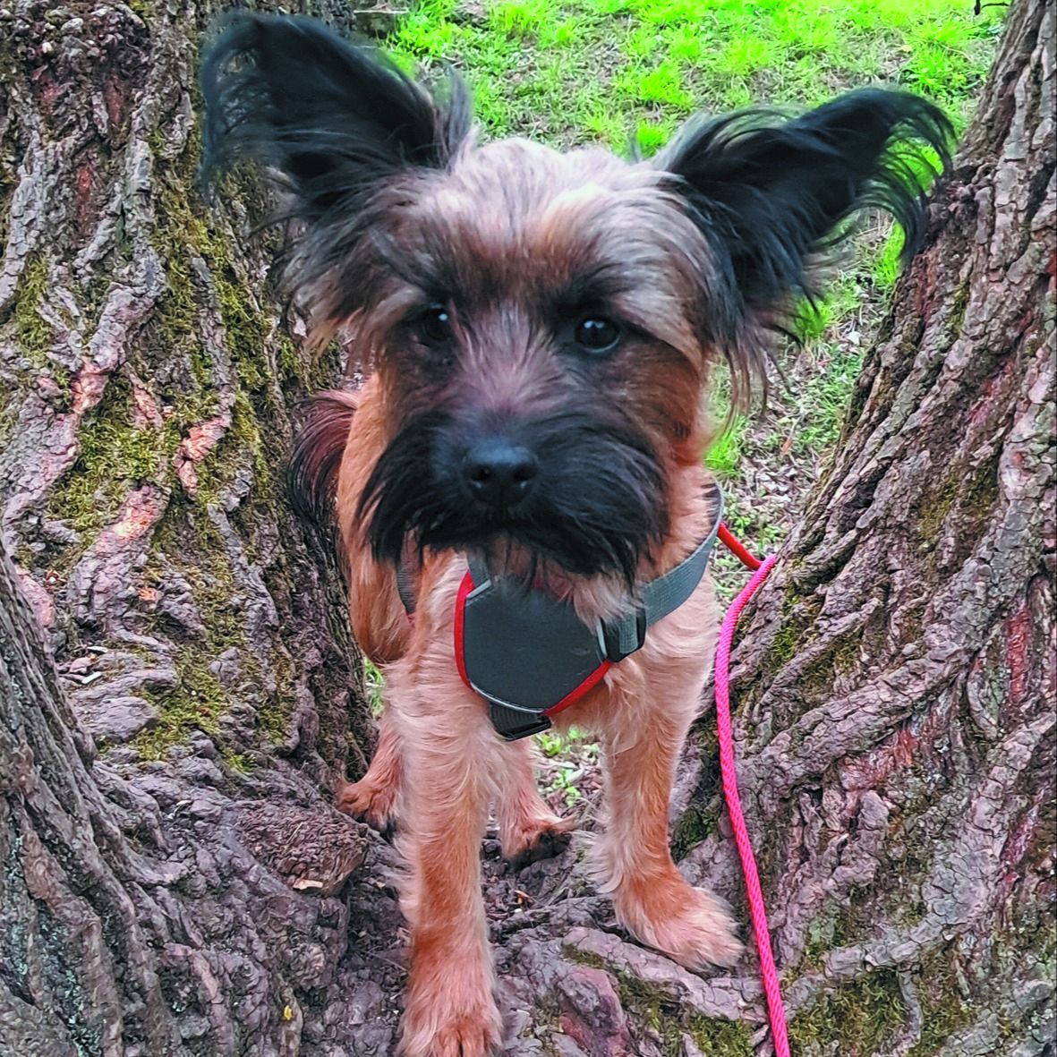 Soutěžní fotografie - Frída,  Ostatní