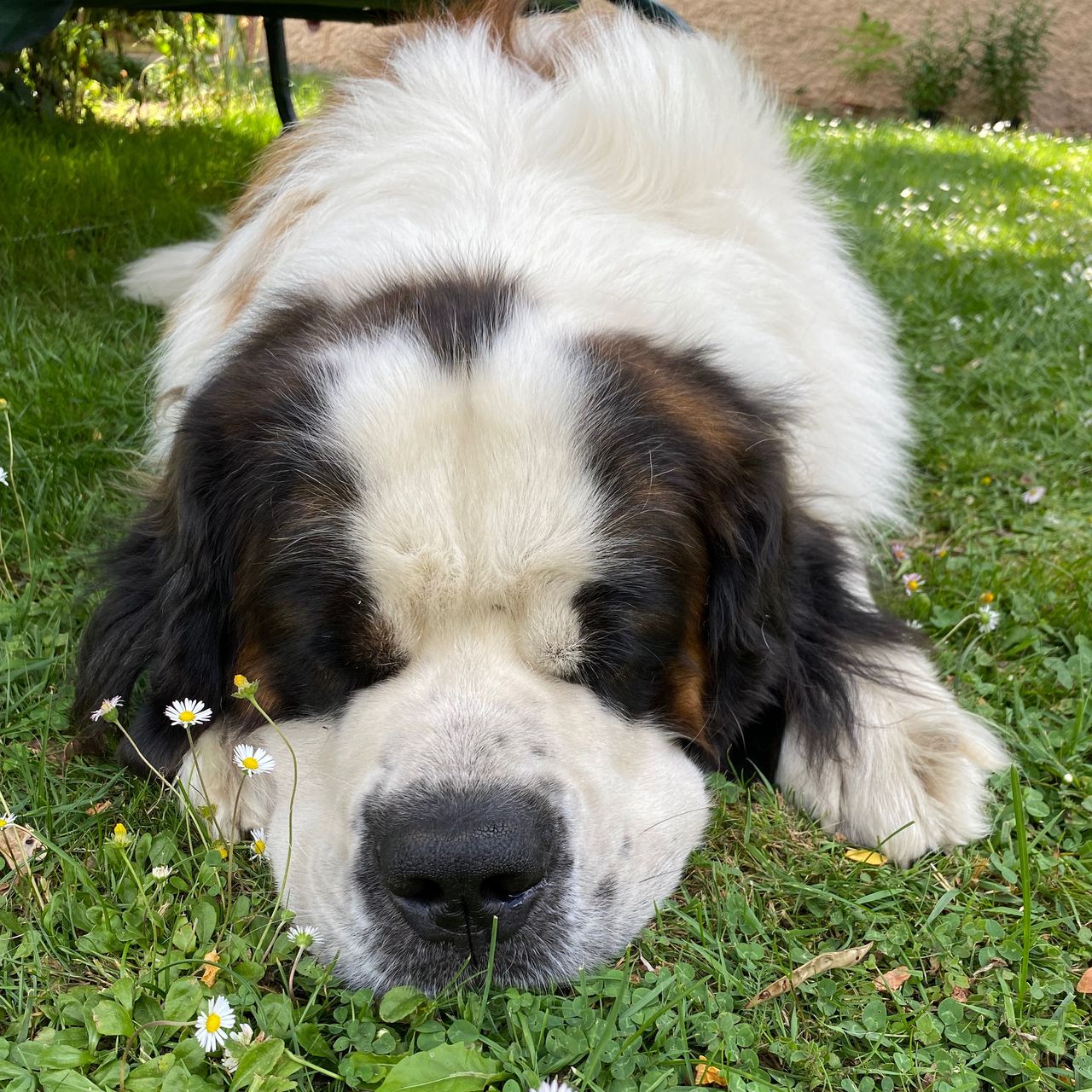 Soutěžní fotografie - Basty,  Svatobernardský pes