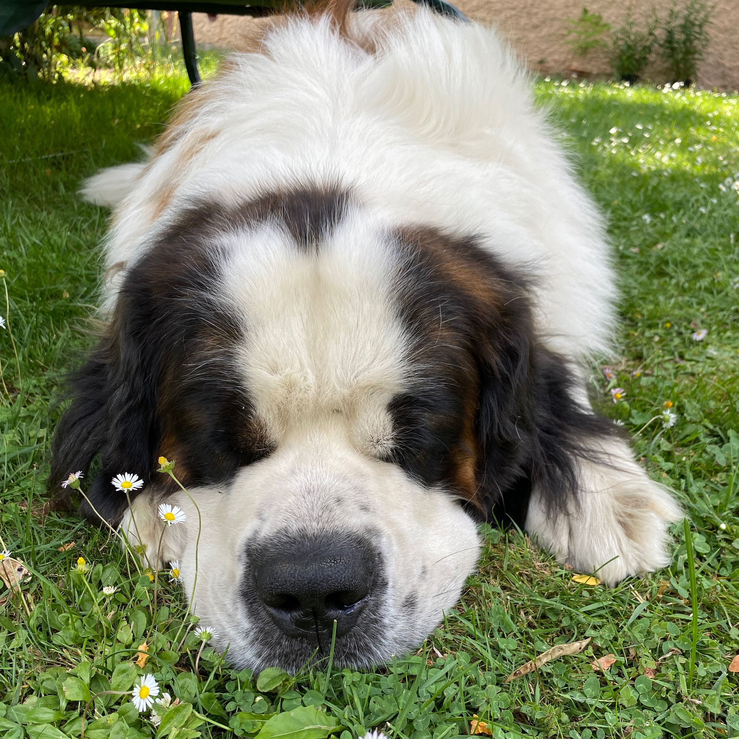 Soutěžní fotografie - Basty,  Svatobernardský pes