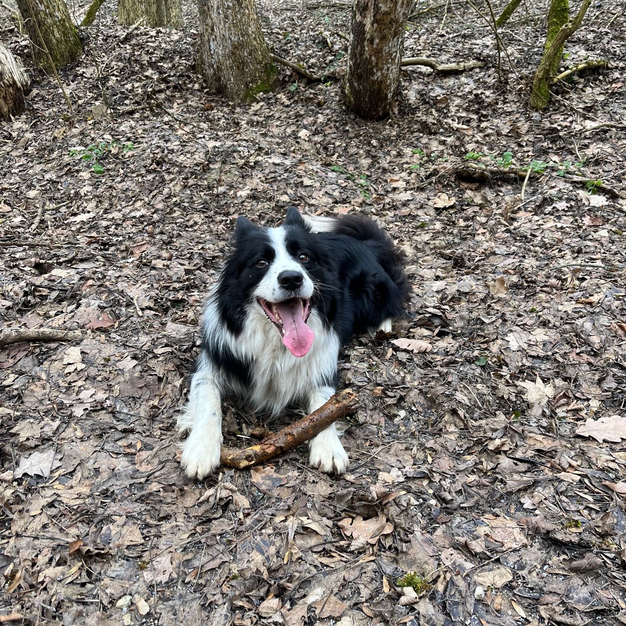 Soutěžní fotografie - Montík,  Border kolie