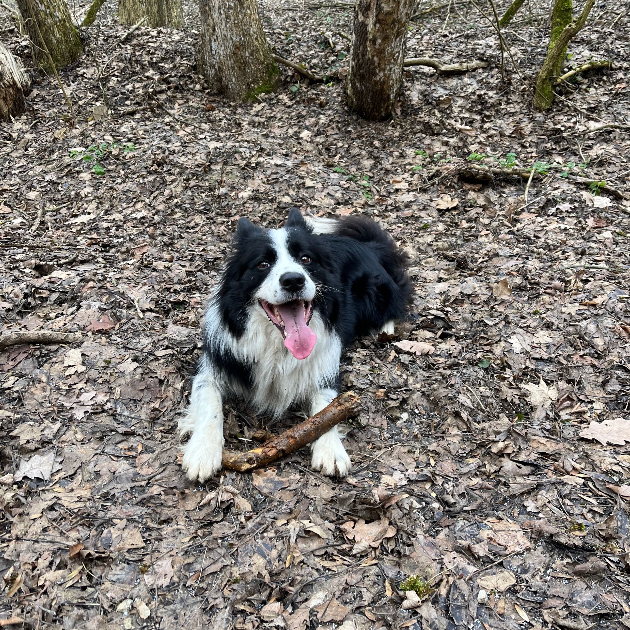 Soutěžní fotografie - Montík,  Border kolie