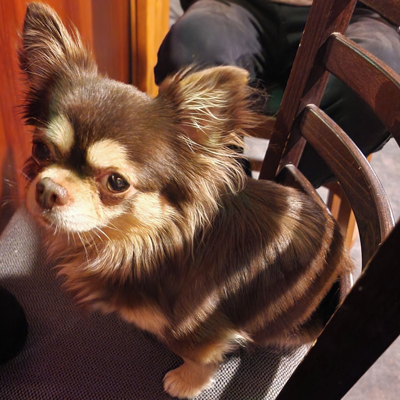 Soutěžní fotografie - Majki,  Čivava dlouhosrstá