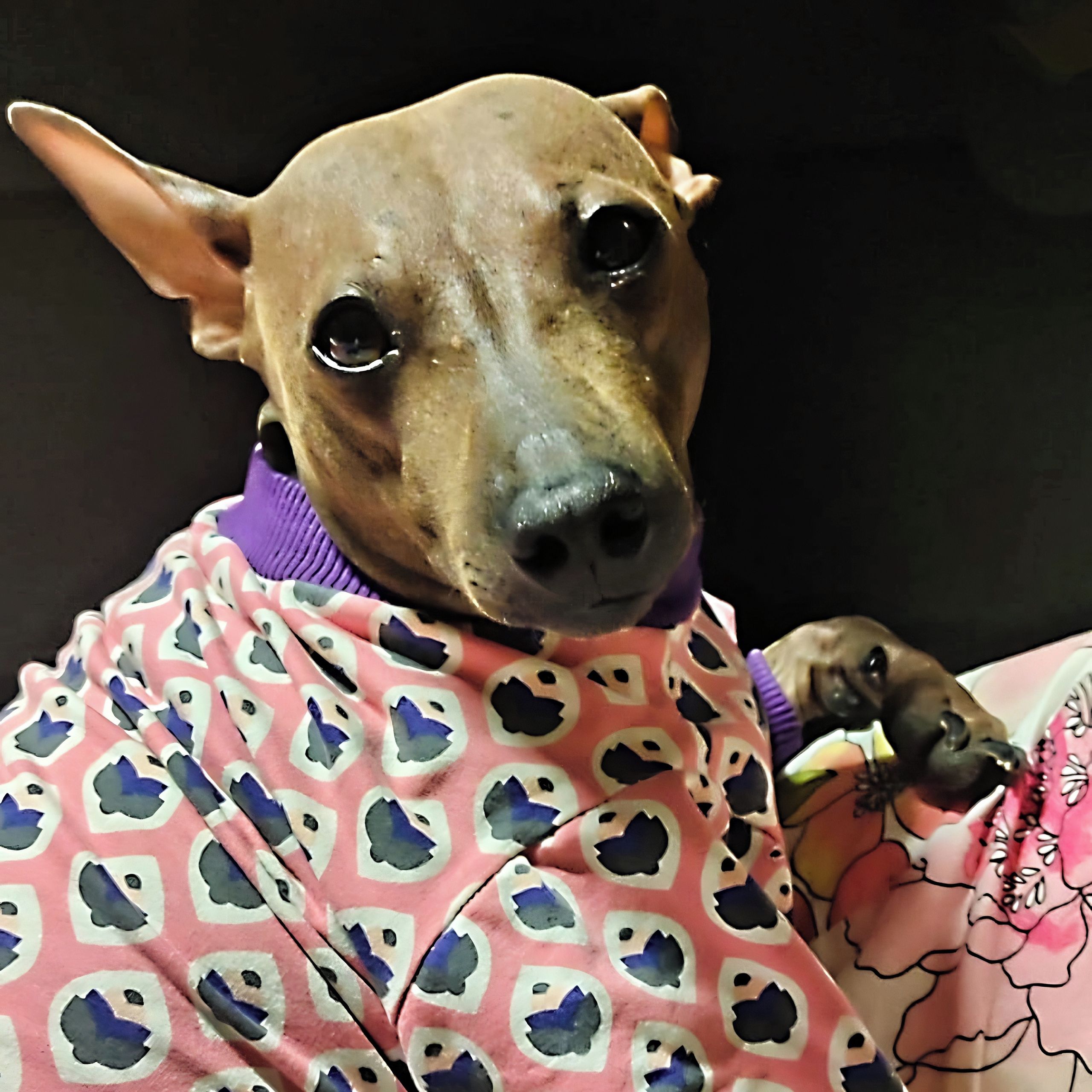 Soutěžní fotografie - Jennyfer,  Americký bezsrstý terier