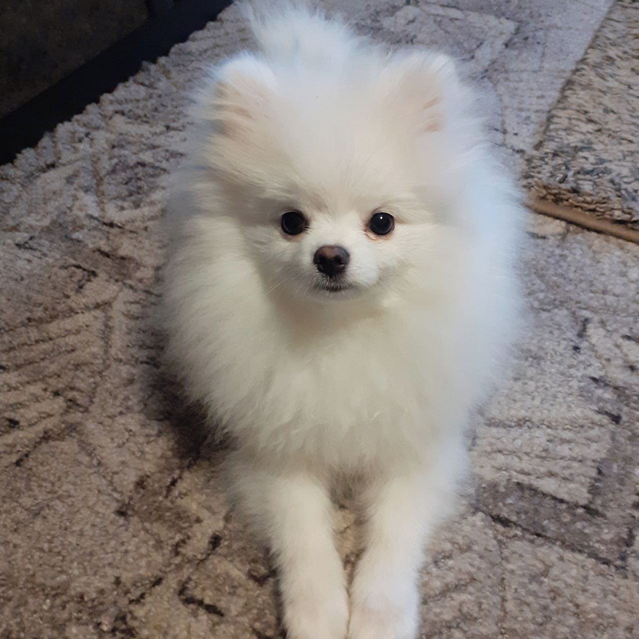 Soutěžní fotografie - Cindy,  Německý špic malý