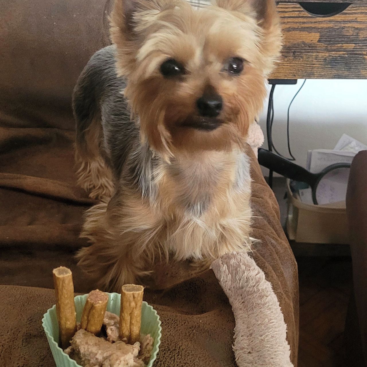 Soutěžní fotografie - Suri,  Yorkšírský terier