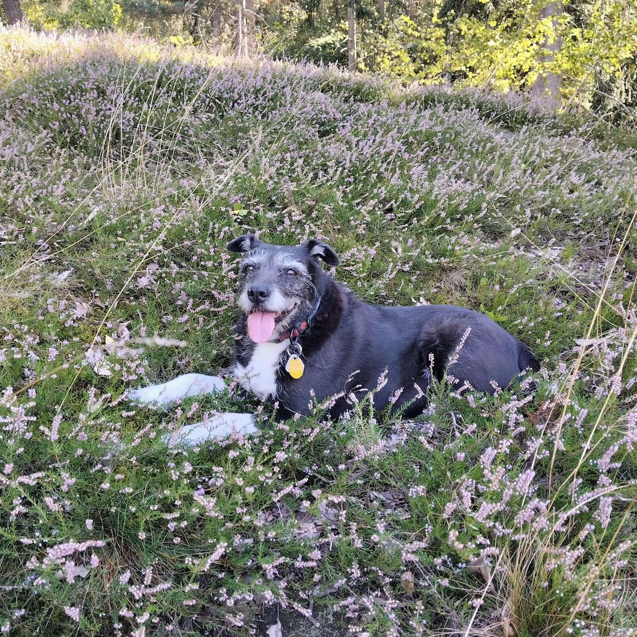 Soutěžní fotografie - Packa,  Ostatní