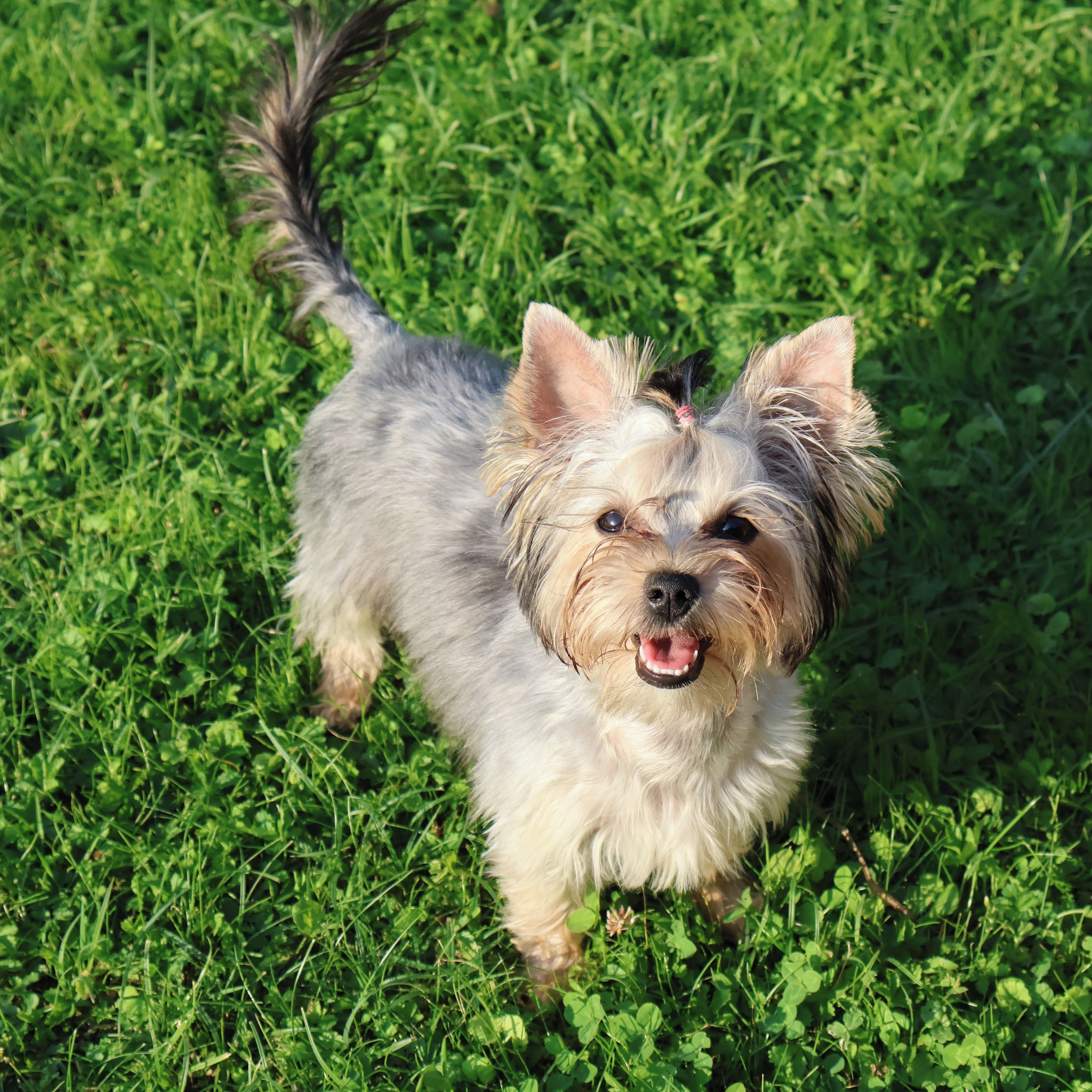 Soutěžní fotografie - Amy,  Yorkšírský terier