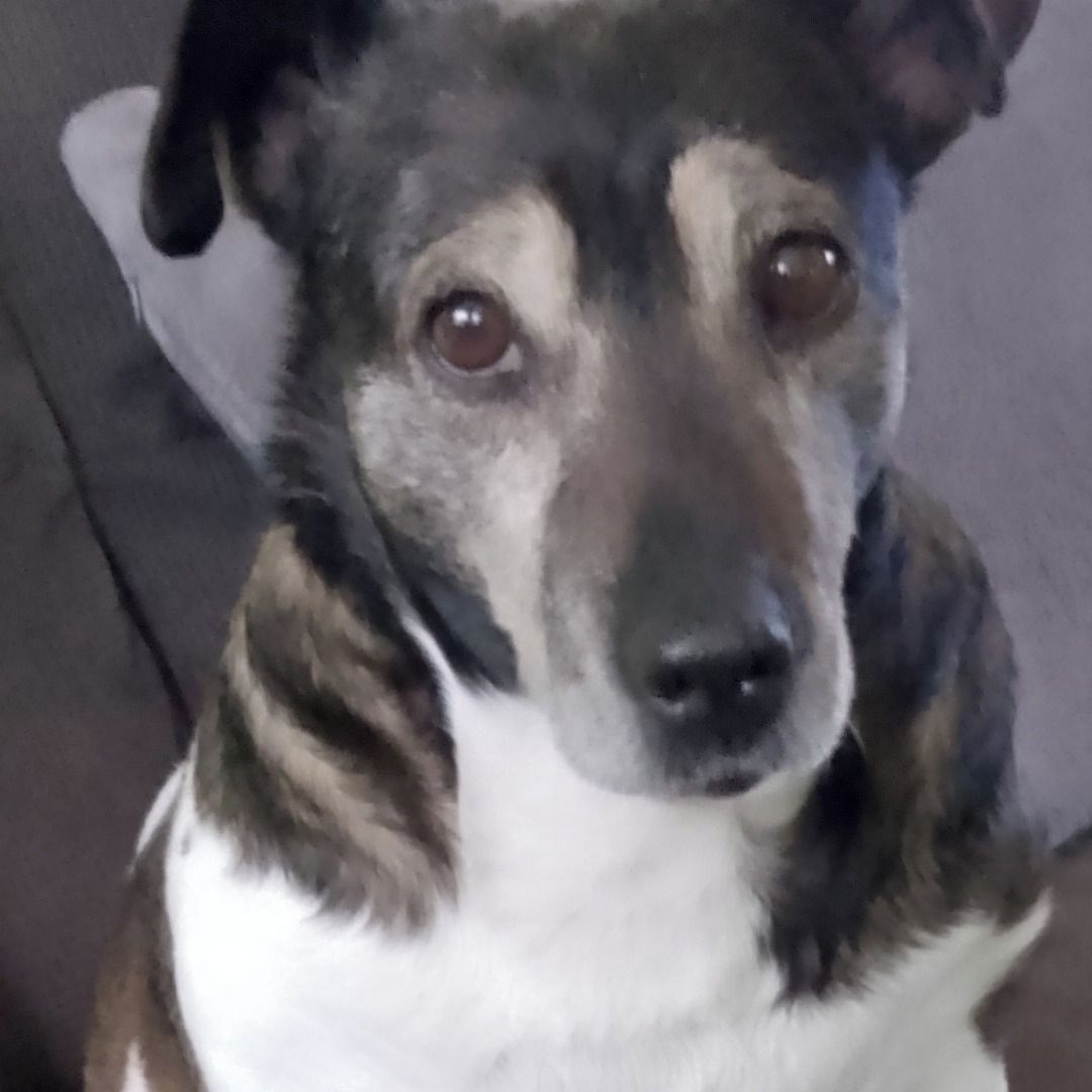 Soutěžní fotografie - Ejmi,  Jack Russell Teriér