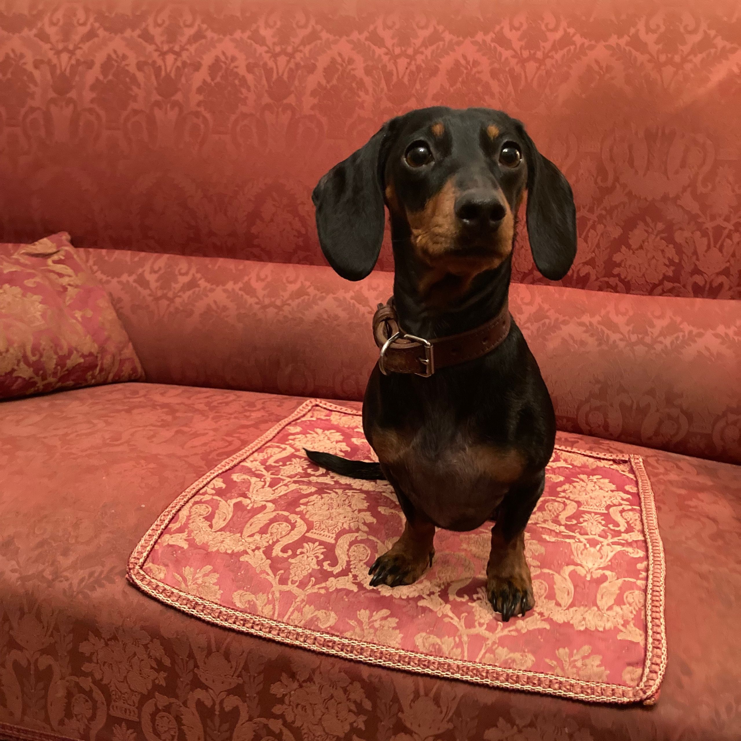 Soutěžní fotografie - Borka,  Jezevčík