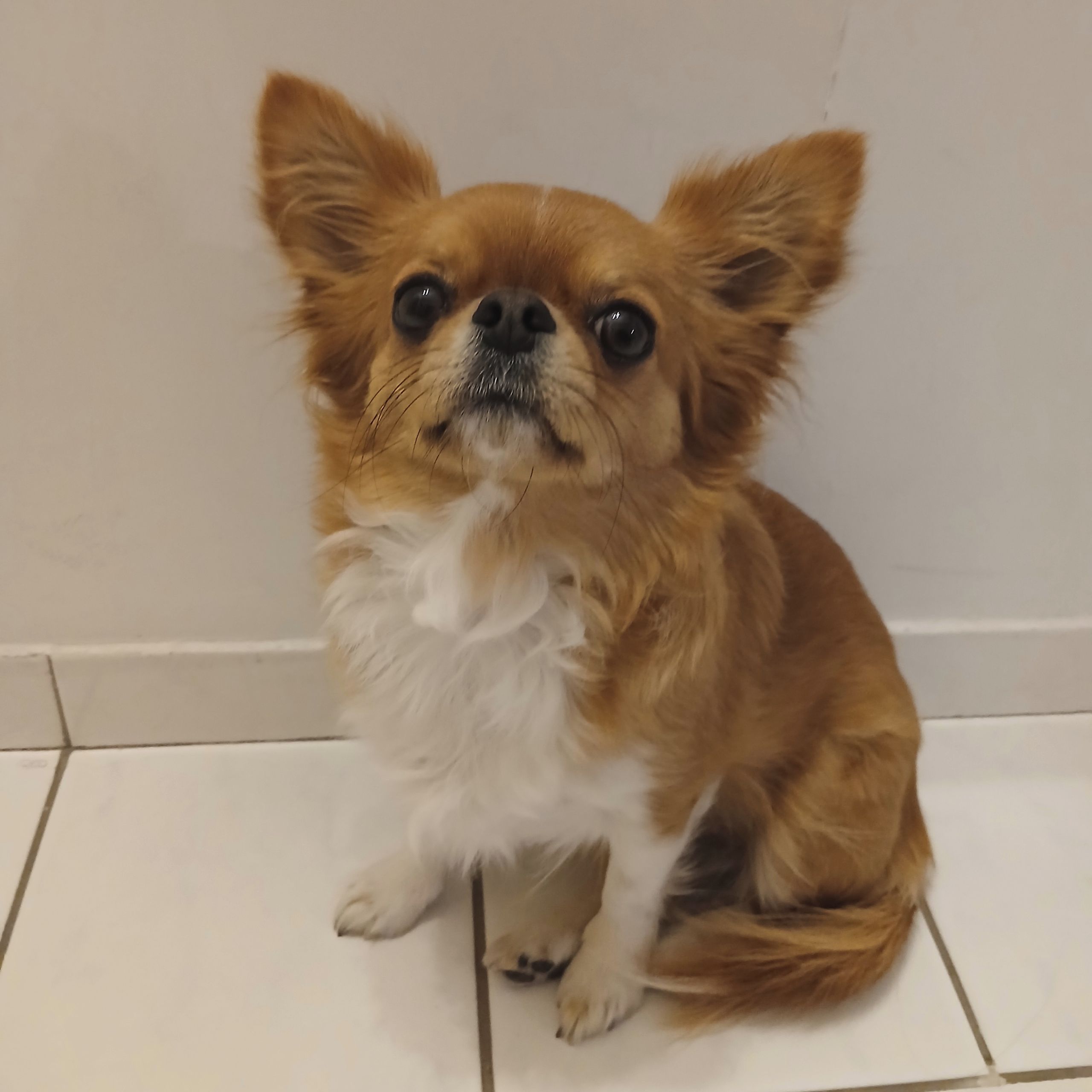 Soutěžní fotografie - Annie,  Čivava