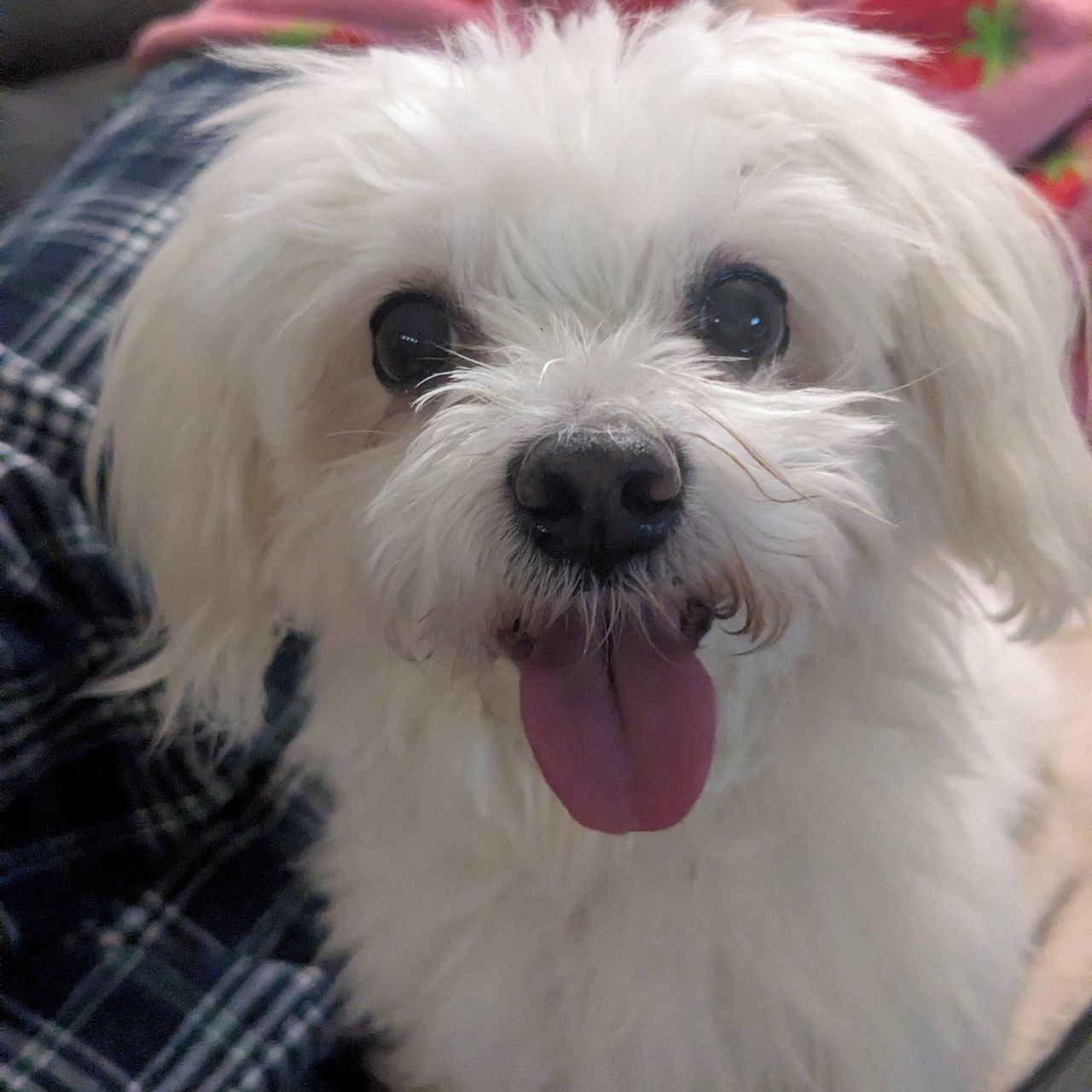 Soutěžní fotografie - Dejzinka,  Maltézský psík