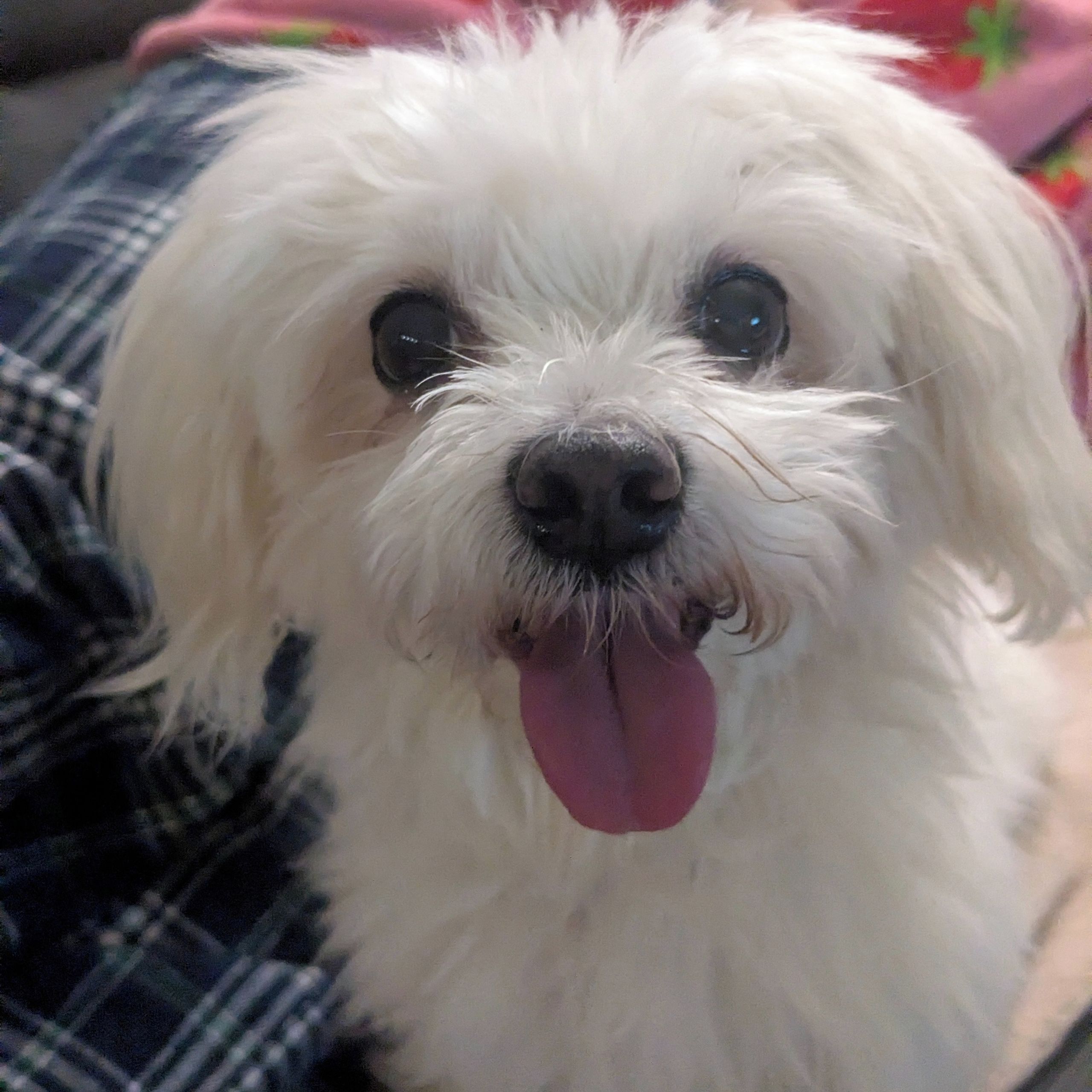 Soutěžní fotografie - Dejzinka,  Maltézský psík