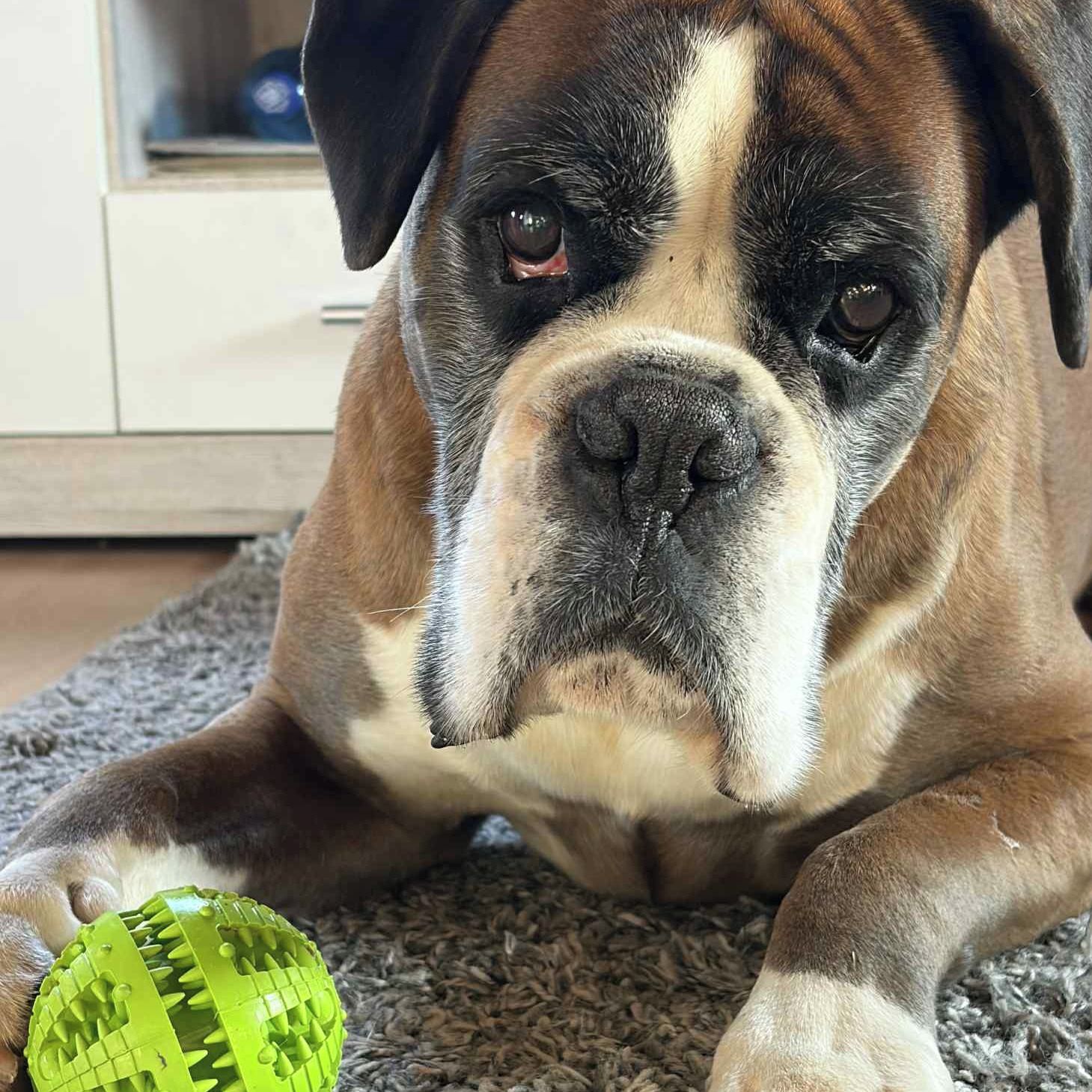 Soutěžní fotografie - Gregor,  Německý boxer