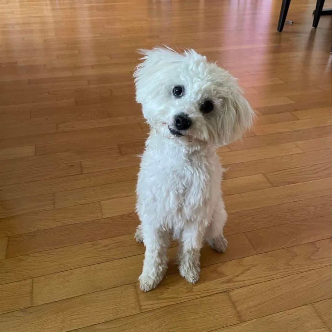 Soutěžní fotografie - Geralt,  Boloňský psík