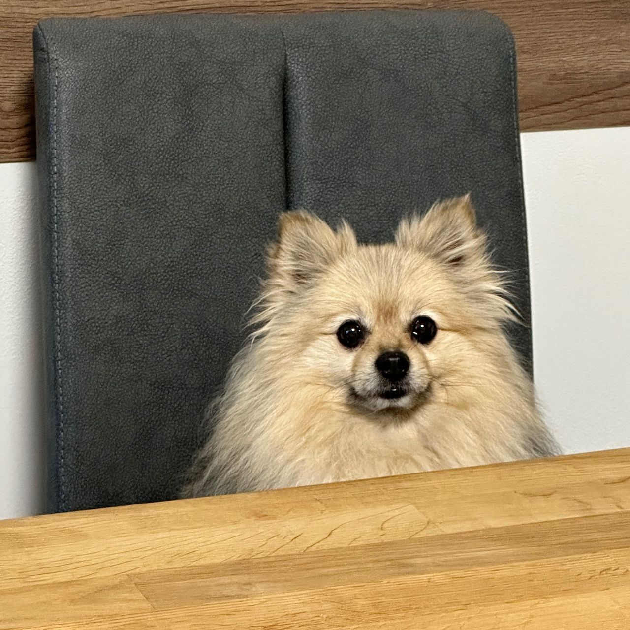 Soutěžní fotografie - Stela,  Německý špic malý