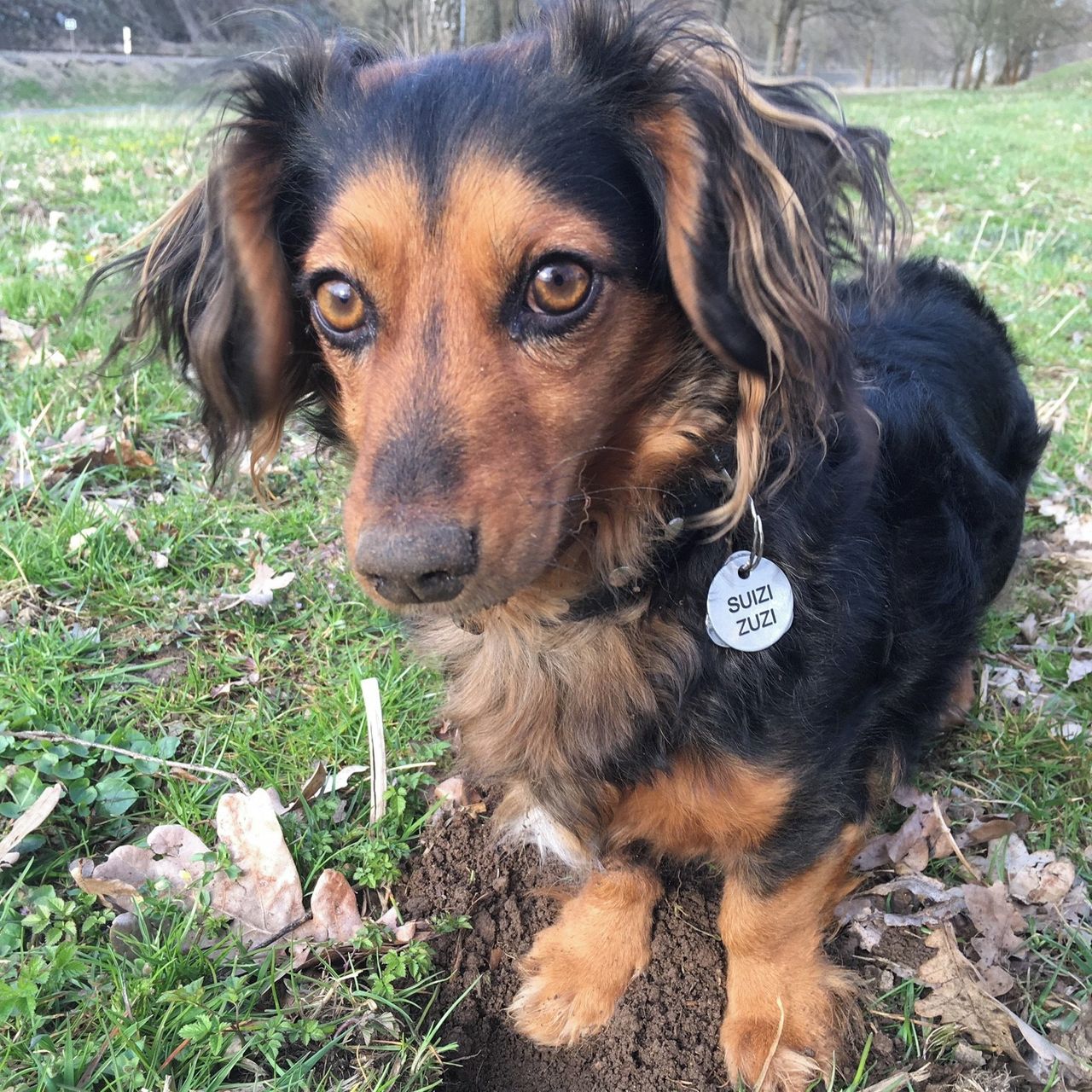 Soutěžní fotografie - Zuzanka,  Jezevčík