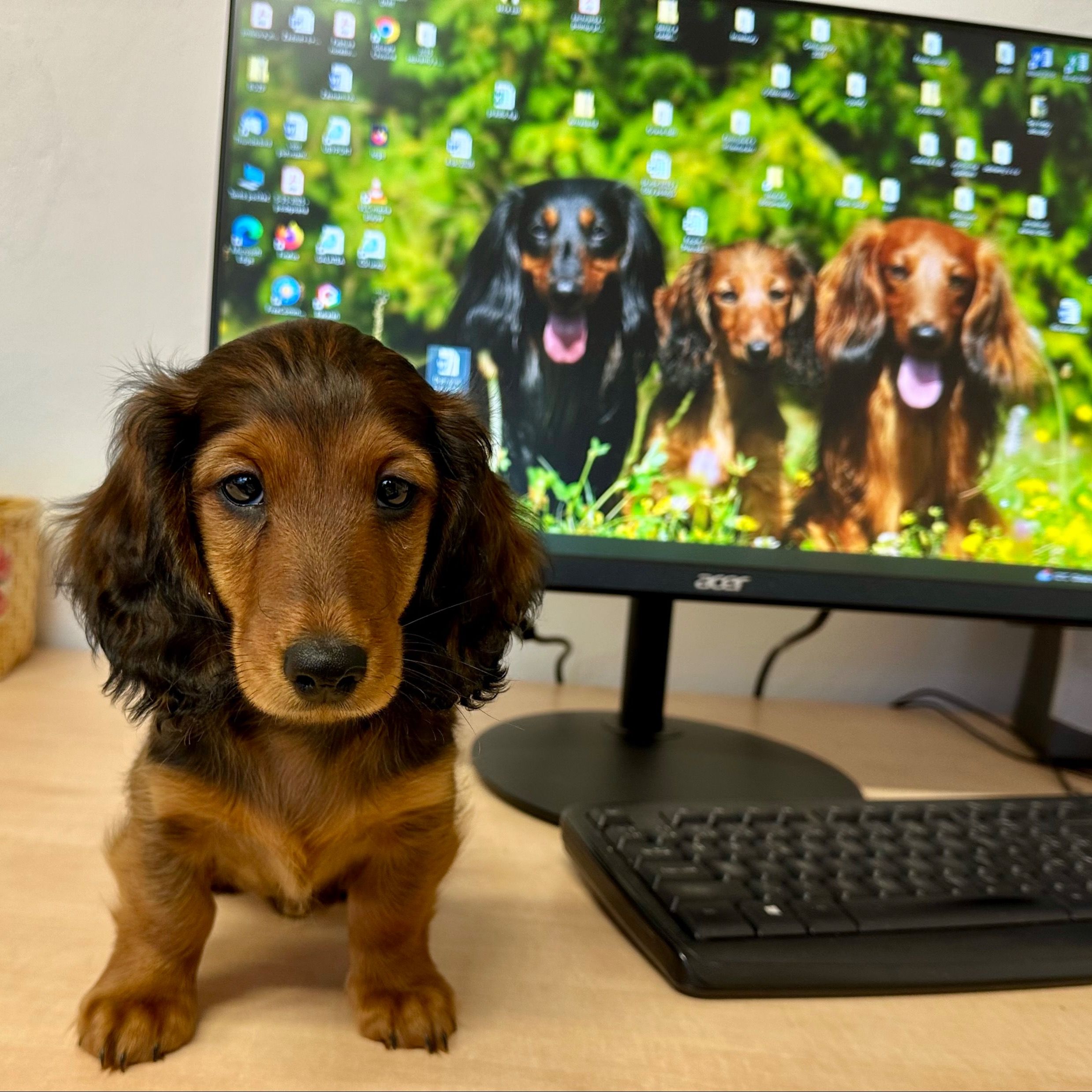 Soutěžní fotografie - Barťák od Pitkovické stráně,  Jezevčík