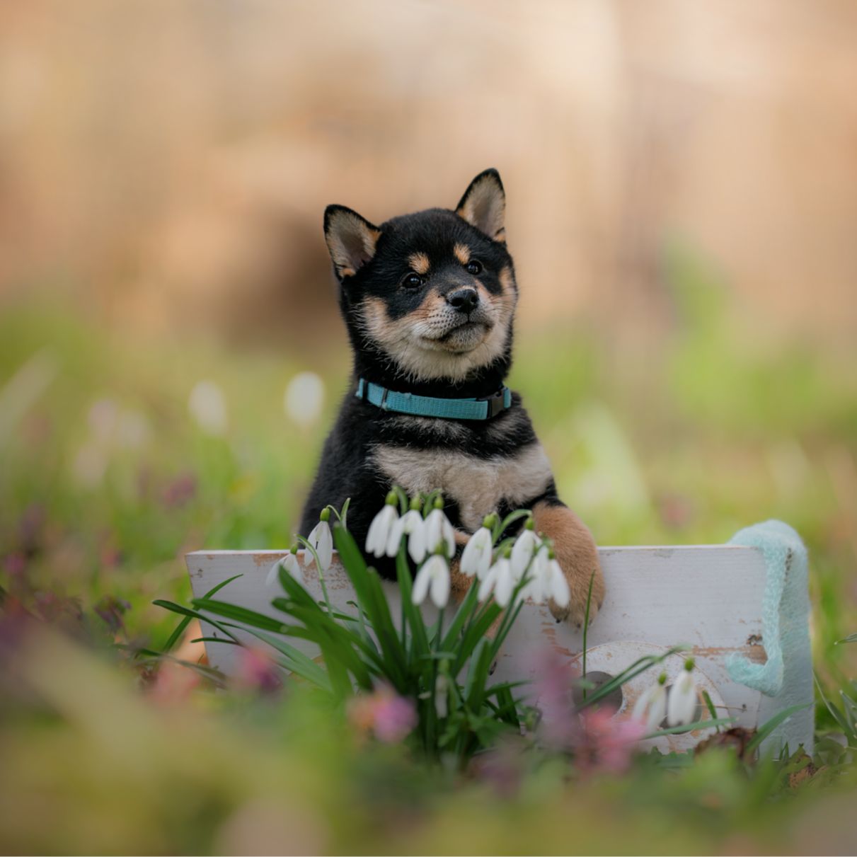 Soutěžní fotografie - Kenji,  Shiba