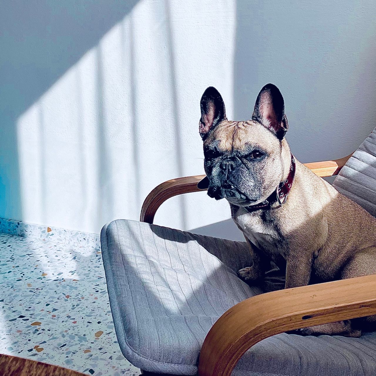 Soutěžní fotografie - Tracey,  Francouzský buldoček