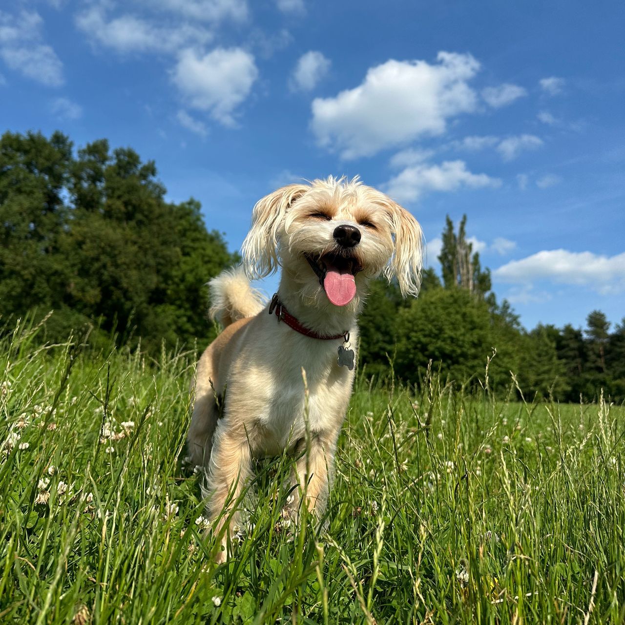 Soutěžní fotografie - Max,  Ostatní