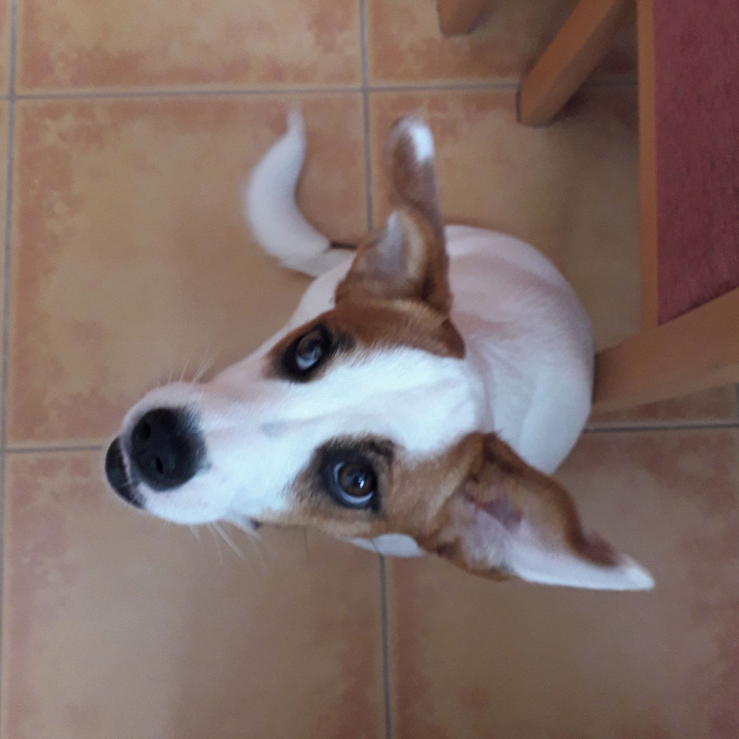 Soutěžní fotografie - Enynka,  Jack Russell Teriér