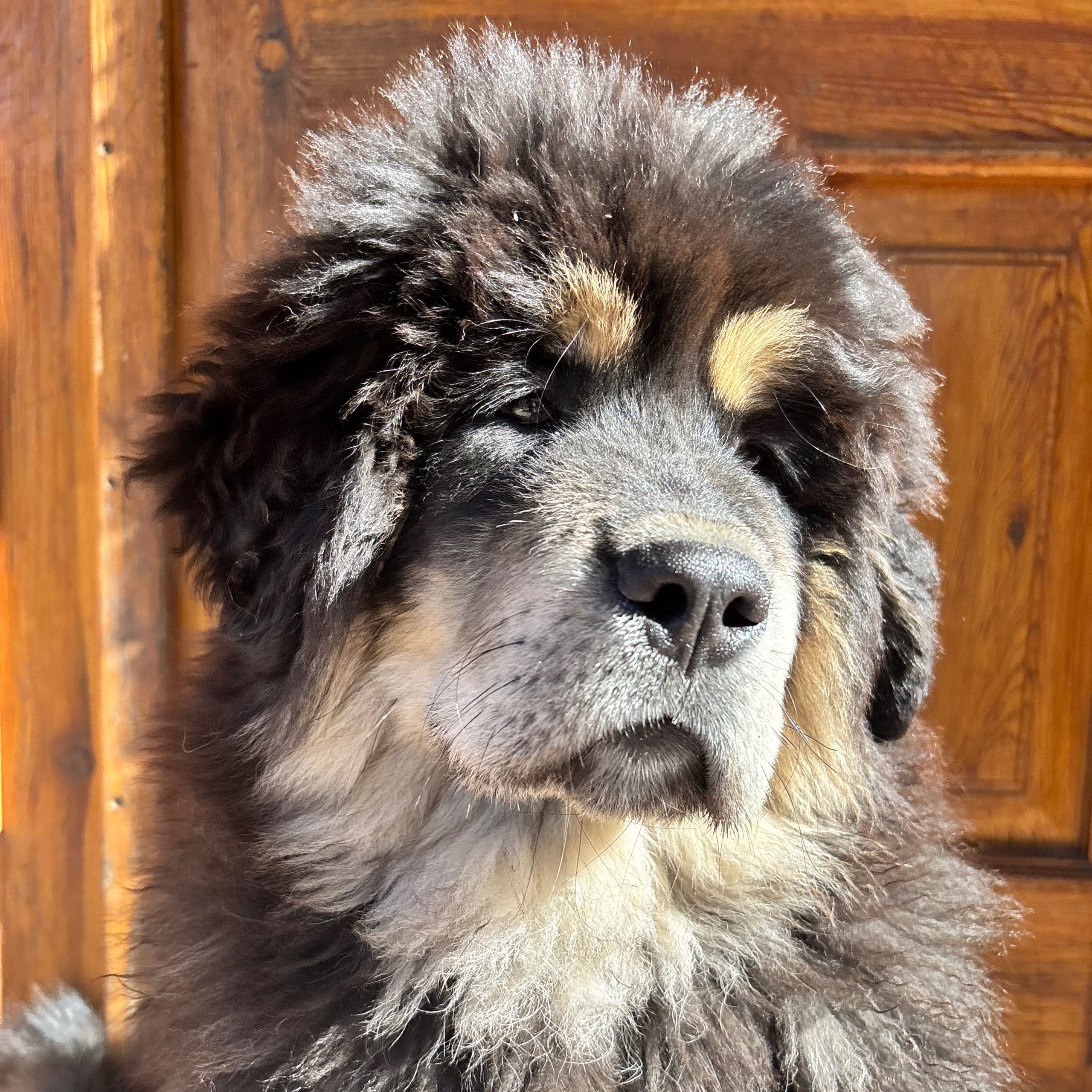 Soutěžní fotografie - Čenda,  Tibetská doga