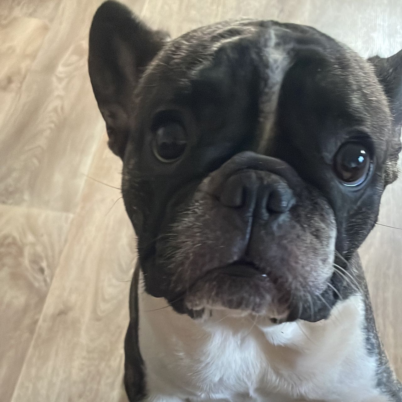 Soutěžní fotografie - Pepina,  Francouzský buldoček