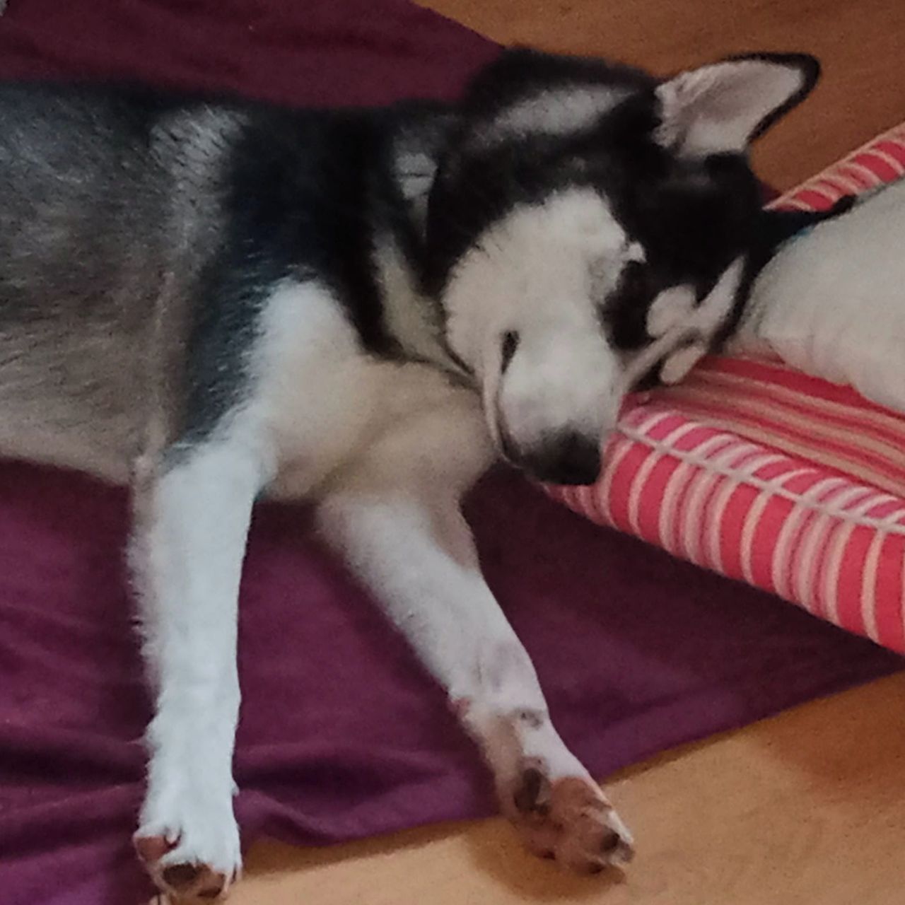 Soutěžní fotografie - Akim,  Sibiřský husky