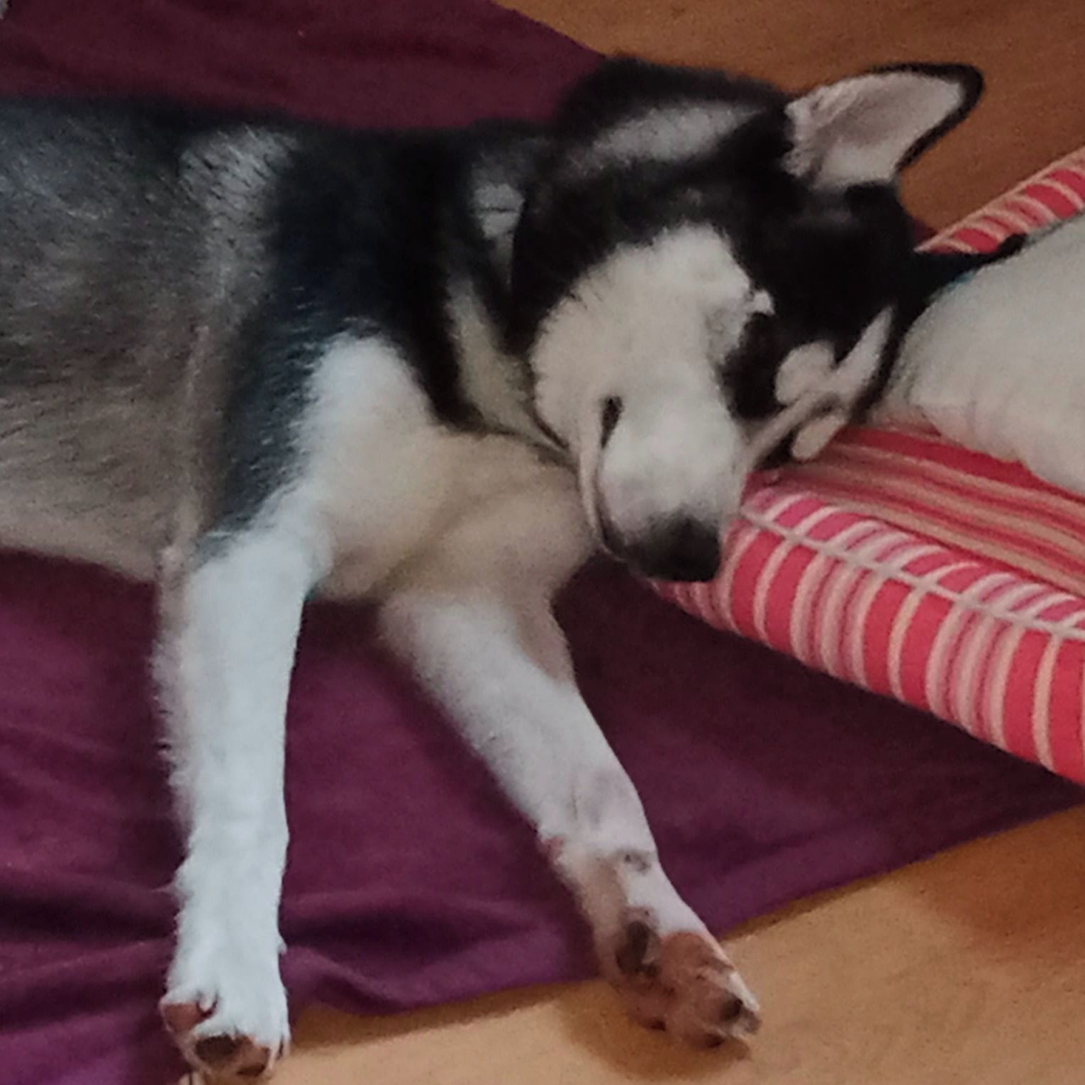 Soutěžní fotografie - Akim,  Sibiřský husky