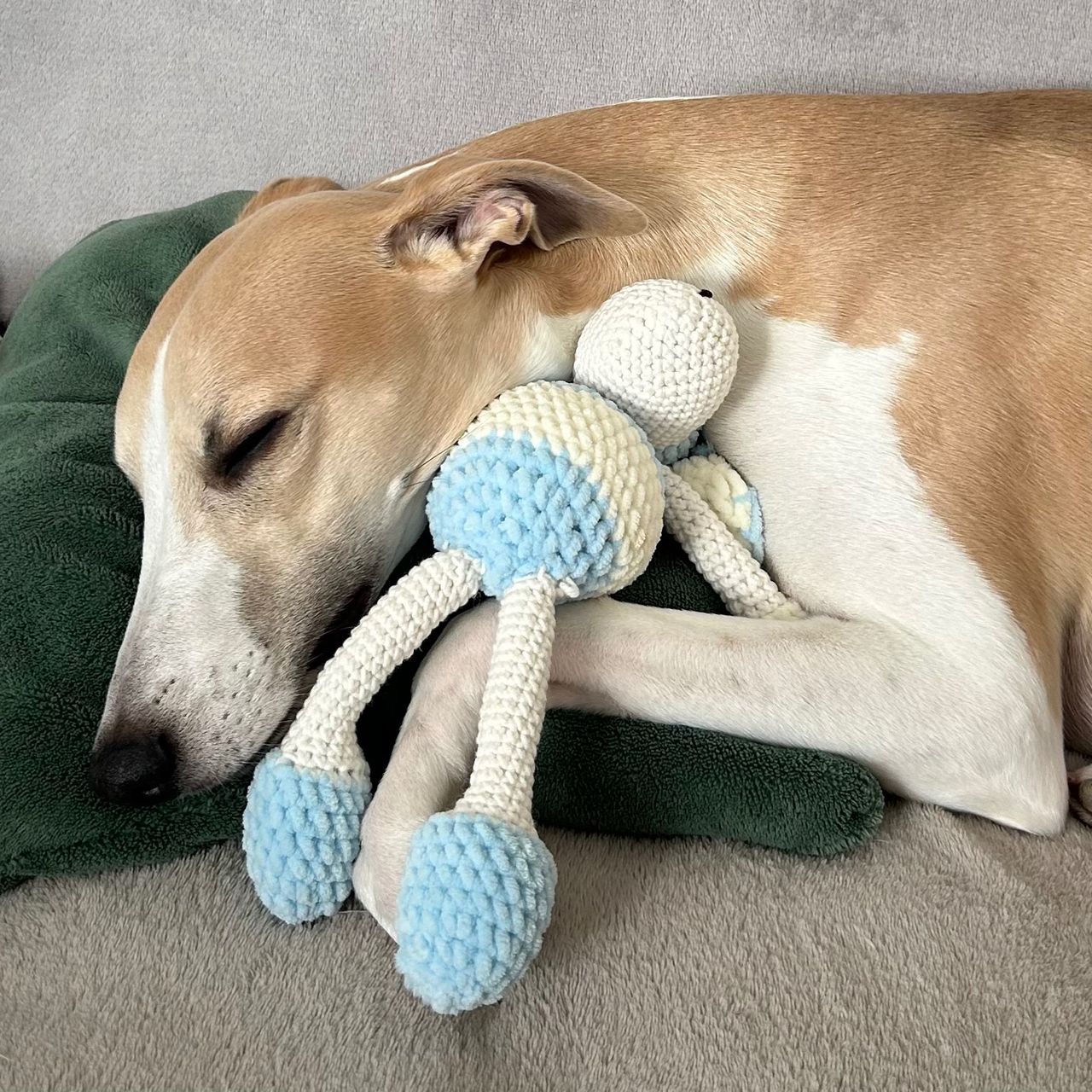 Soutěžní fotografie - Artemis,  Whippet