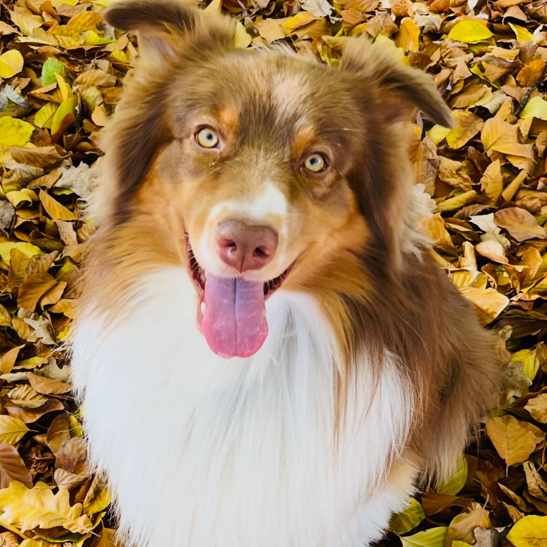 Soutěžní fotografie - Surya,  Australský ovčák
