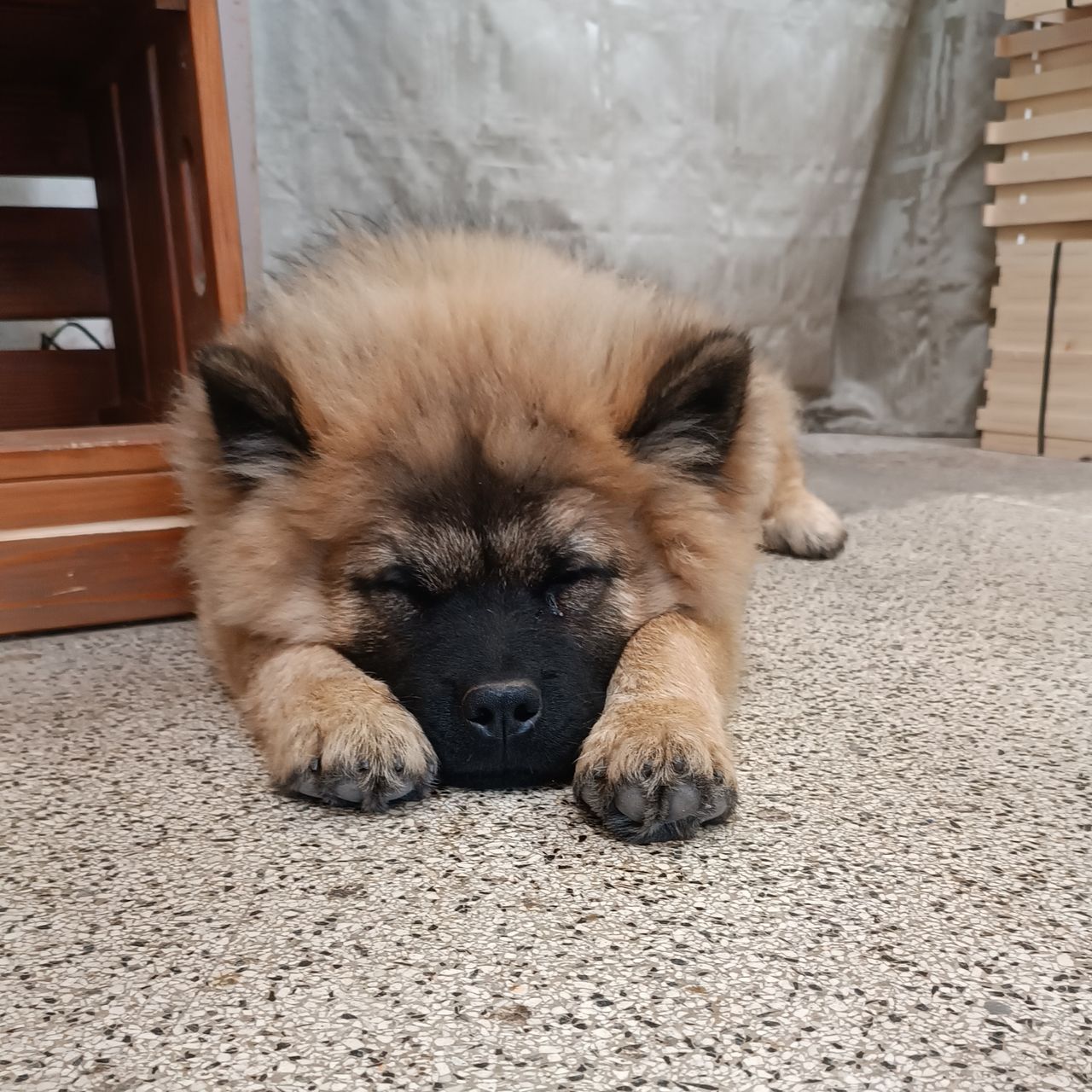 Soutěžní fotografie - Dino,  Eurasier