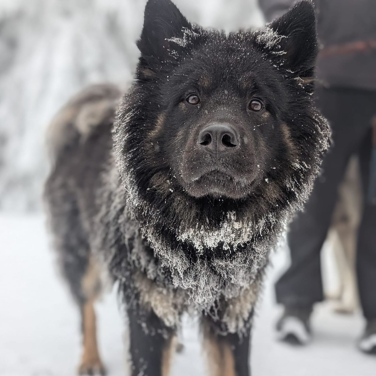 Soutěžní fotografie - Ajša,  Eurasier