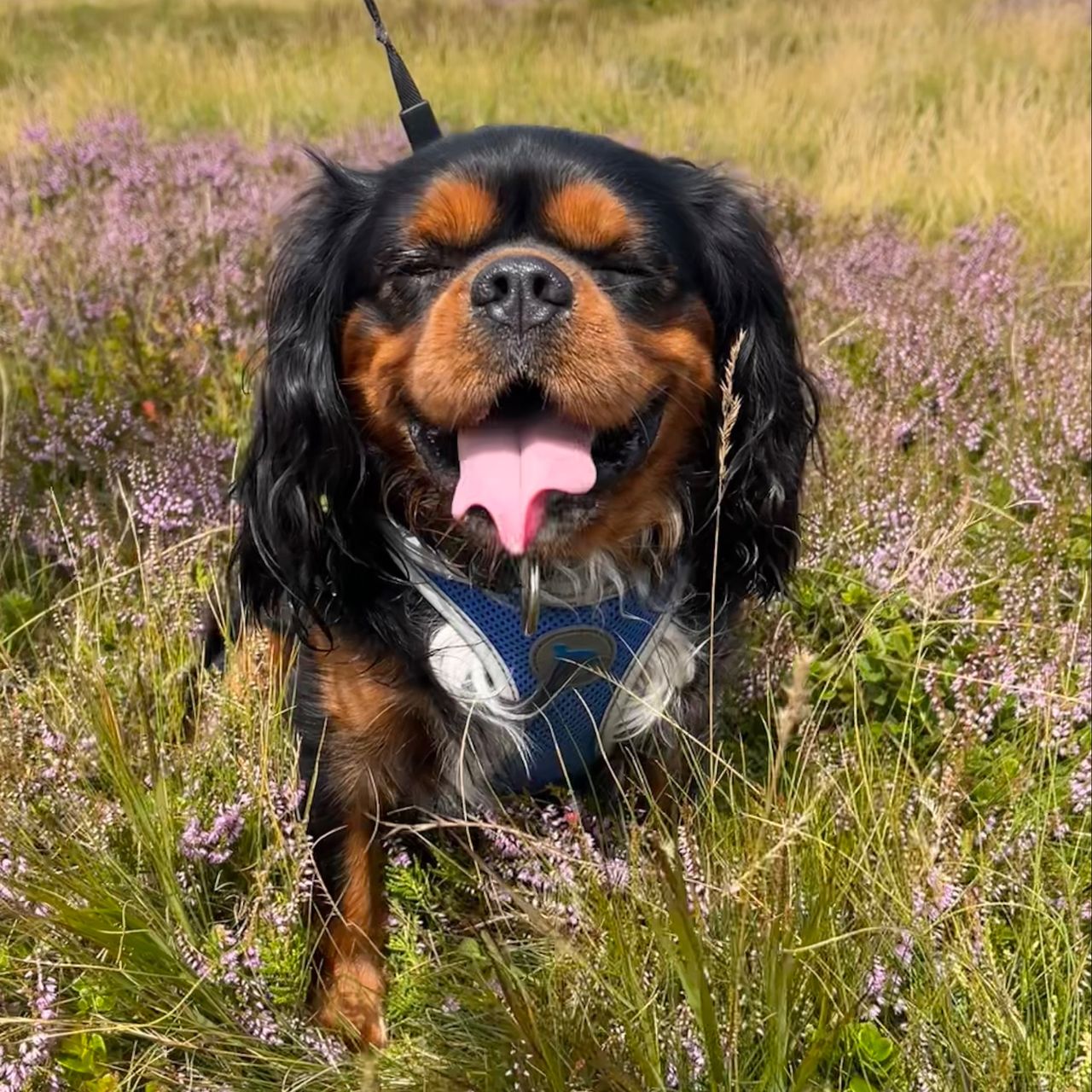 Soutěžní fotografie - Falco,  Kavalír King Charles španěl