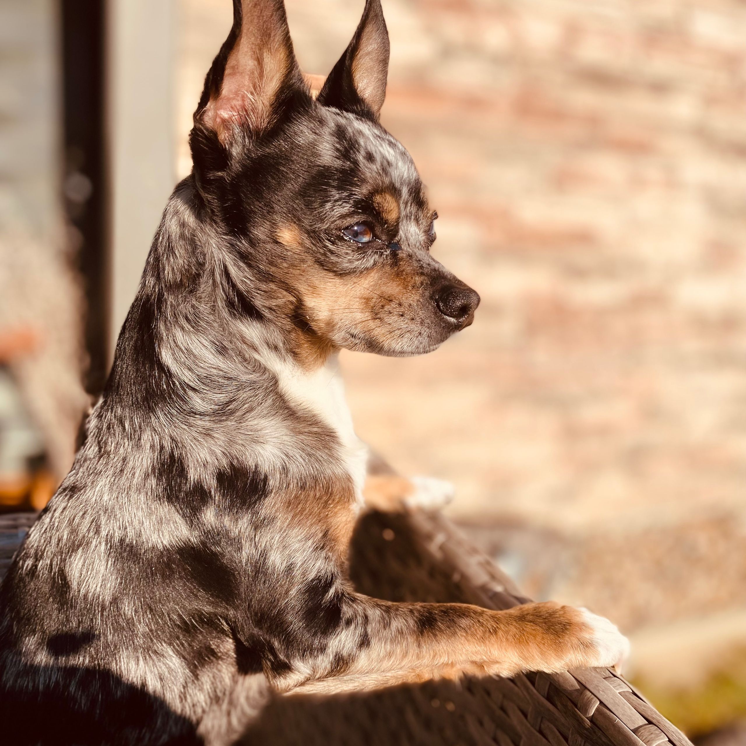 Soutěžní fotografie - Tobiash,  Čivava krátkosrstá
