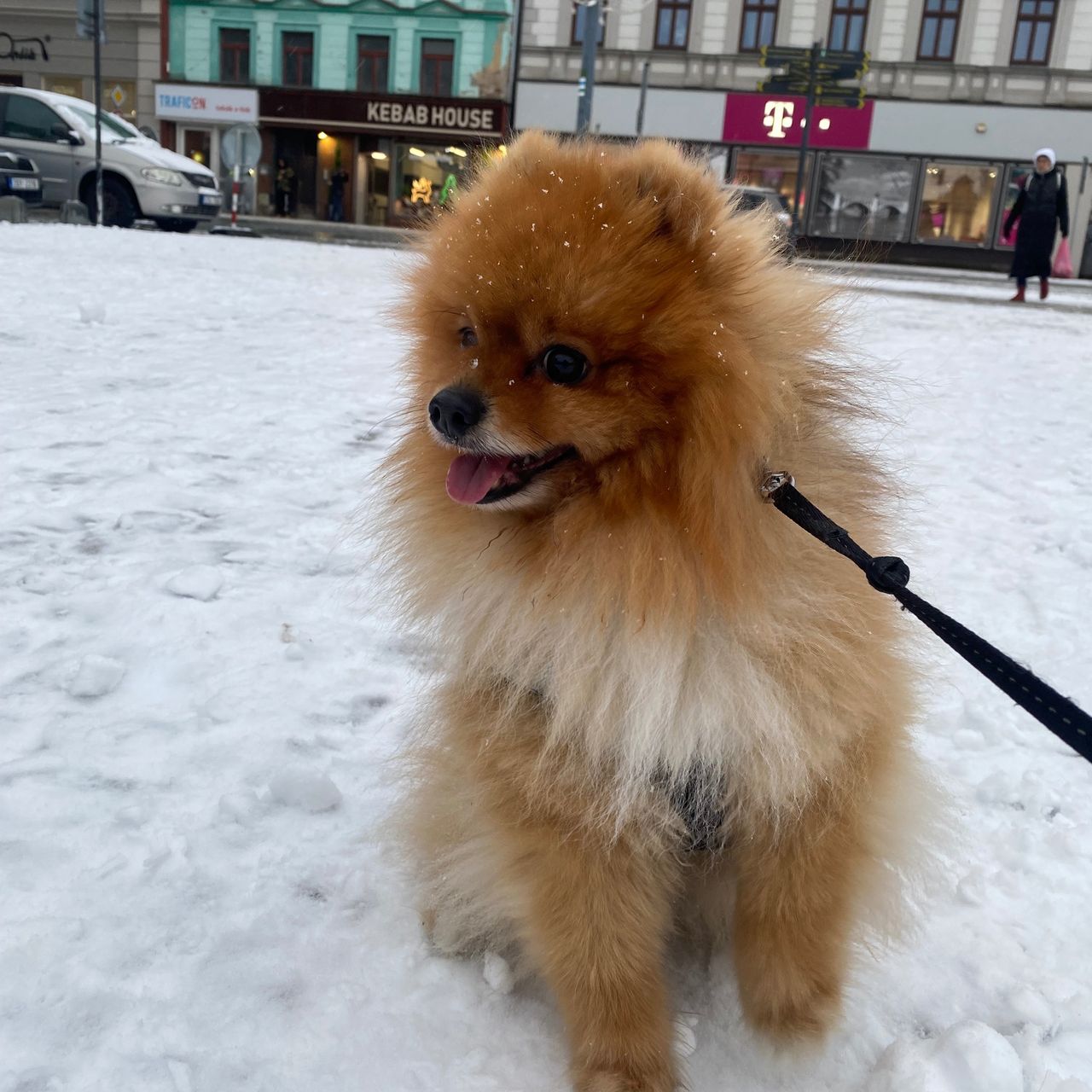 Soutěžní fotografie - Jerry,  Ostatní
