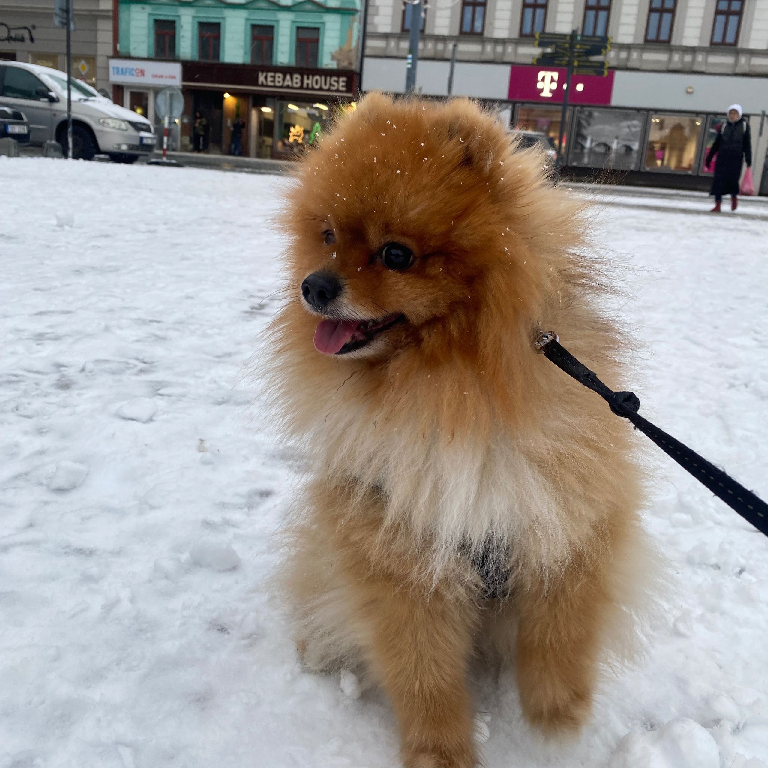 Soutěžní fotografie - Jerry,  Ostatní