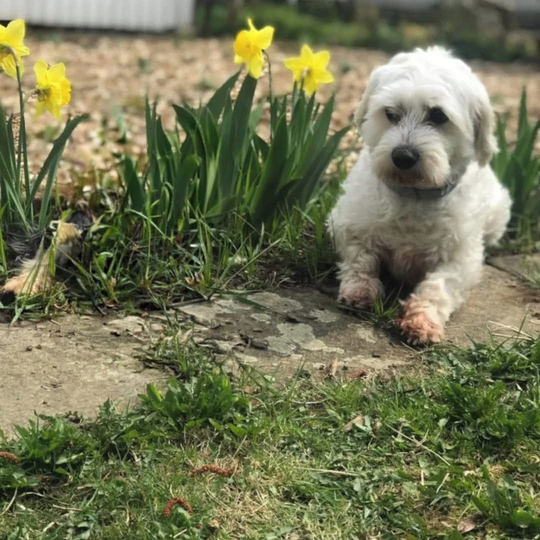 Soutěžní fotografie - Benji,  Maltézský psík