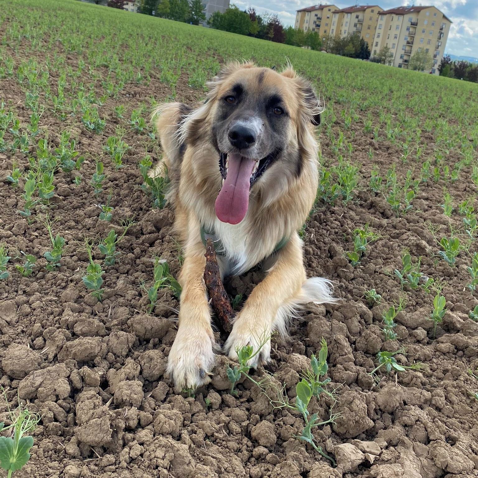 Soutěžní fotografie - Charlie,  Ostatní