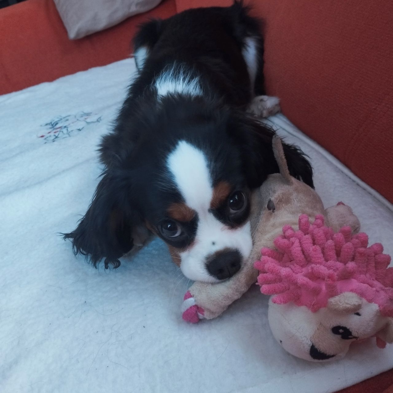 Soutěžní fotografie - Kate,  Kavalír King Charles španěl