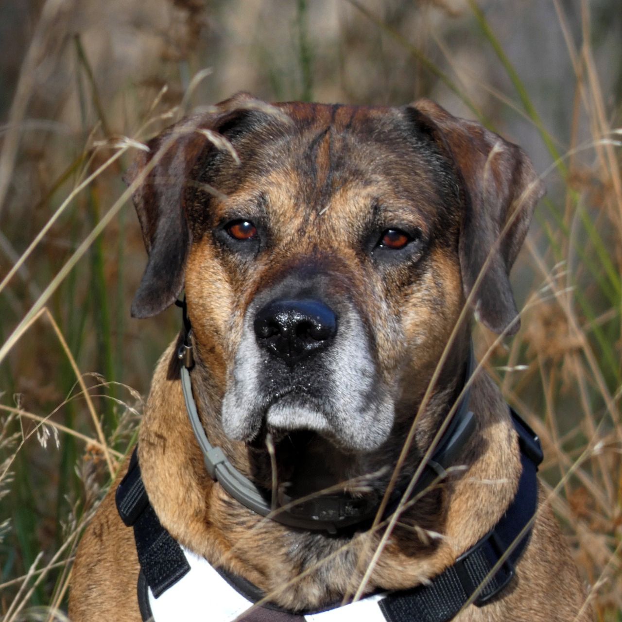 Soutěžní fotografie - Hakim,  Ostatní