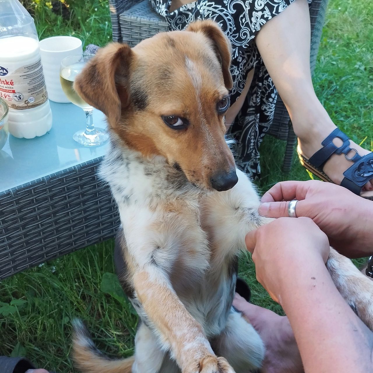 Soutěžní fotografie - Toby,  Ostatní