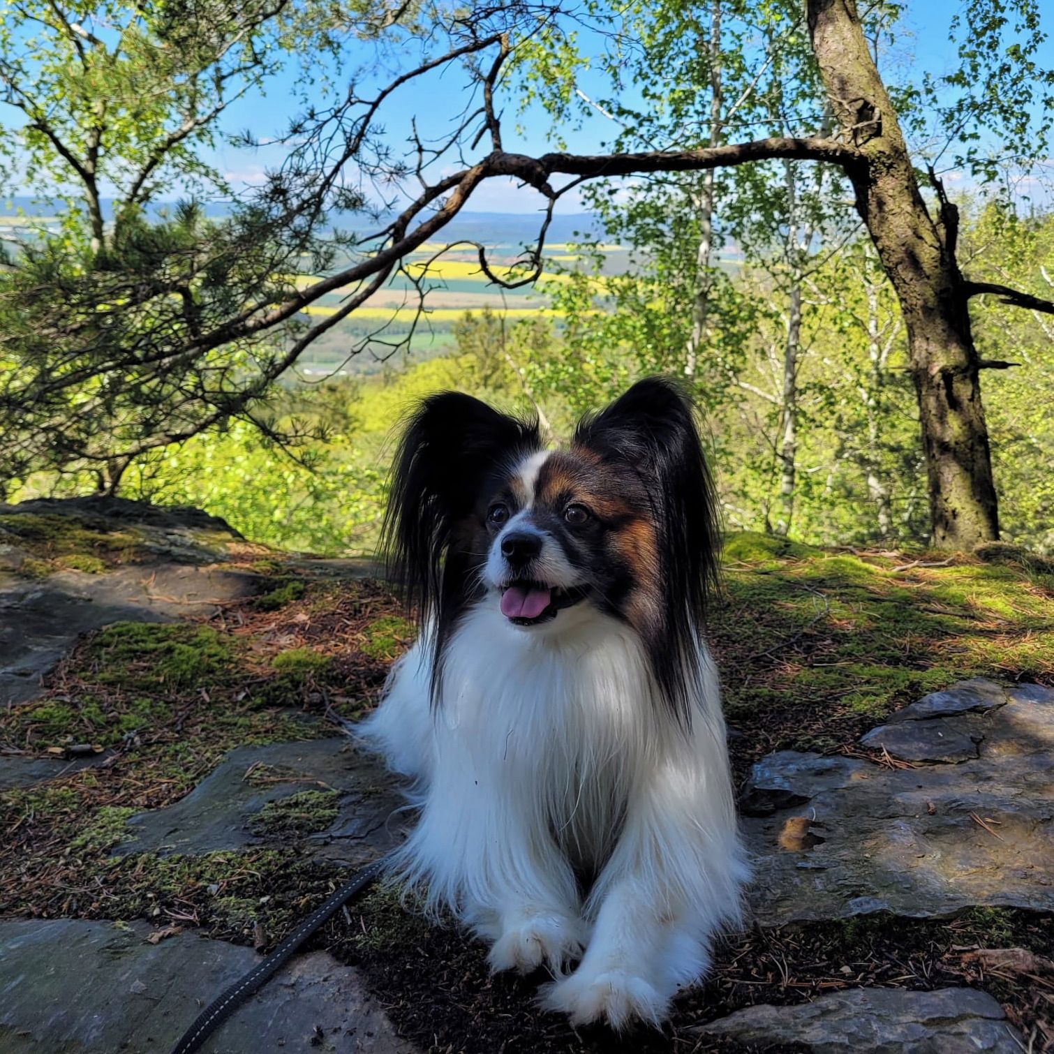 Soutěžní fotografie - Miky,  Papillon