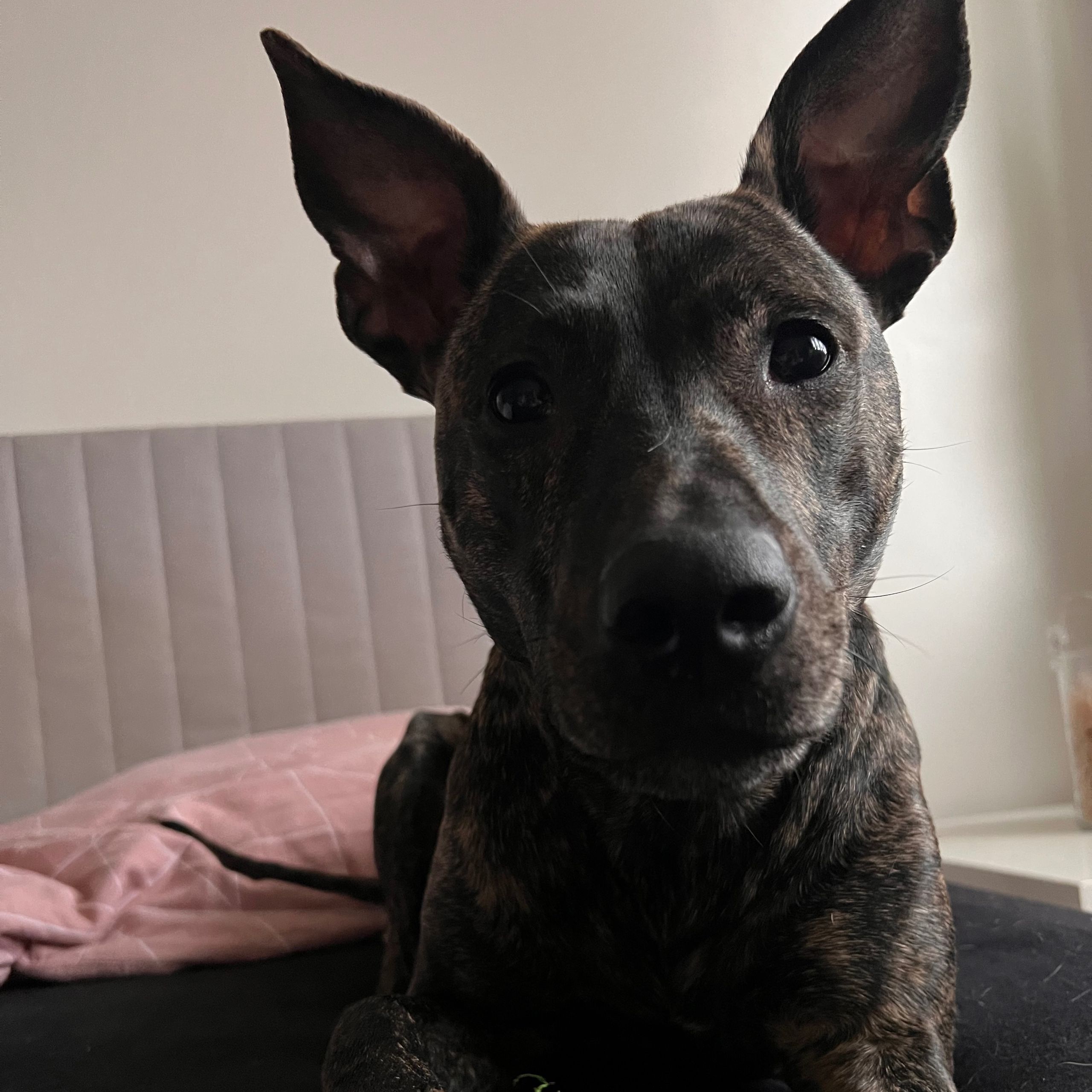 Soutěžní fotografie - Freya,  Stafordšírský bullterier