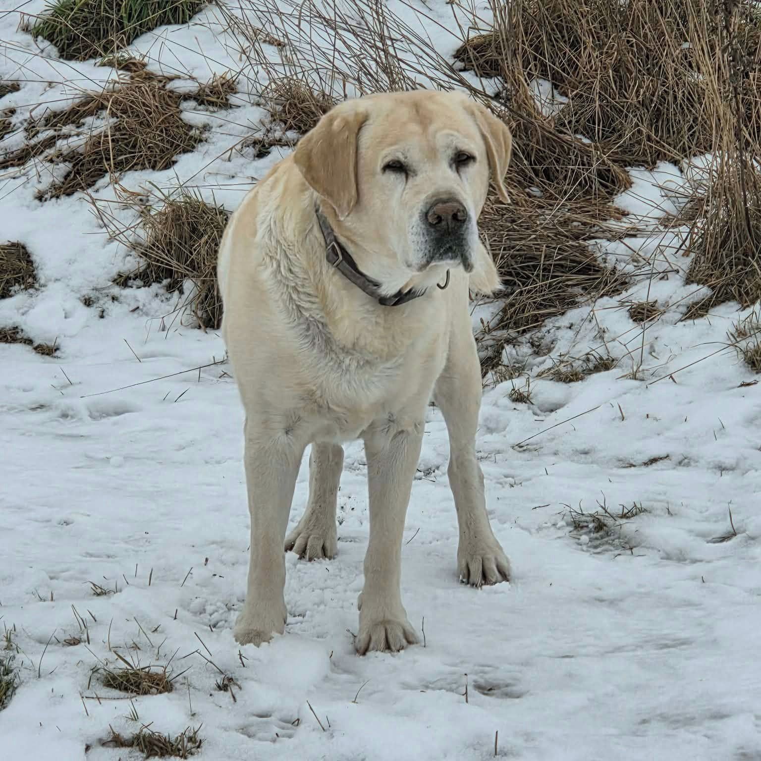 Soutěžní fotografie - Jack,  Labradorský retriever