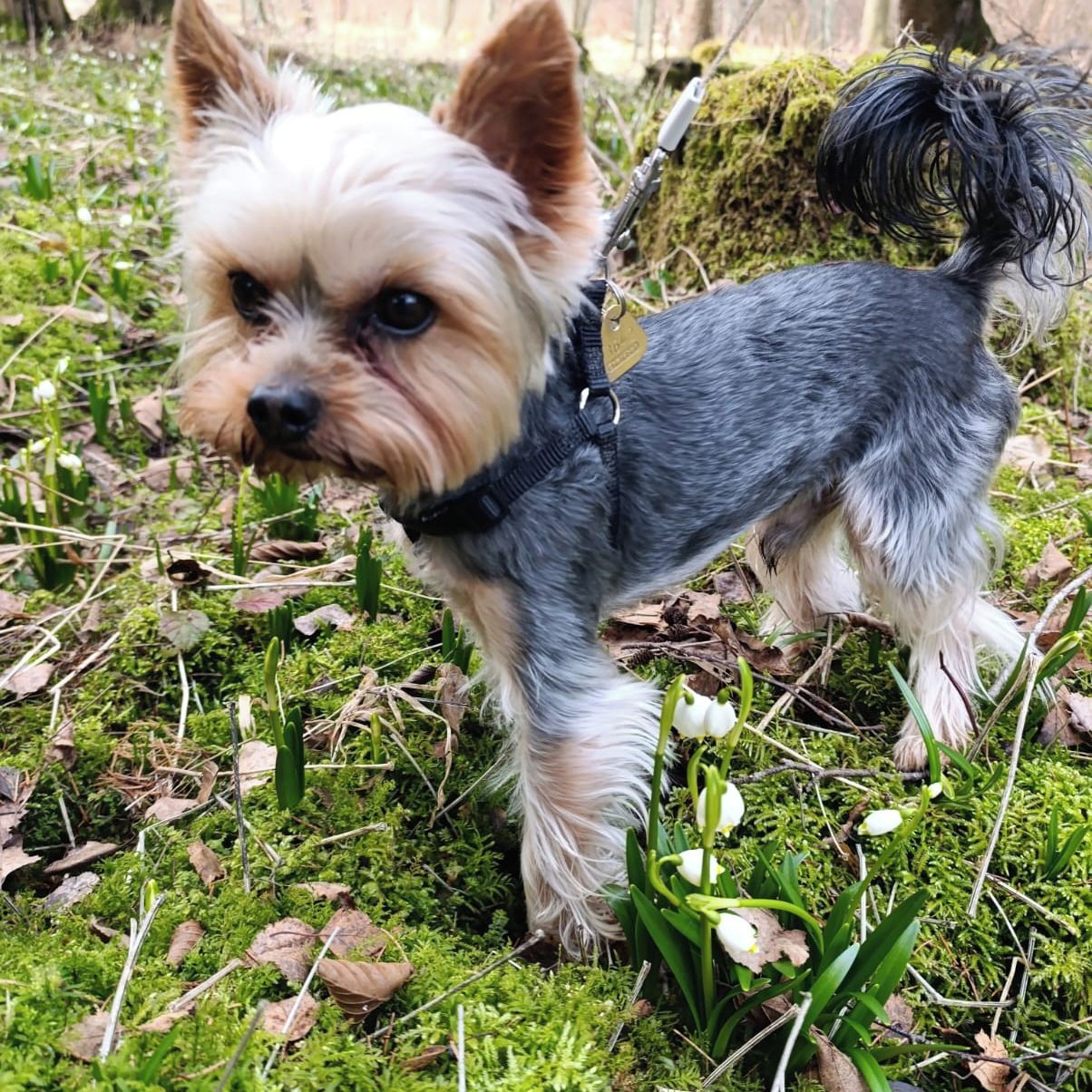 Soutěžní fotografie - Max,  Yorkšírský terier