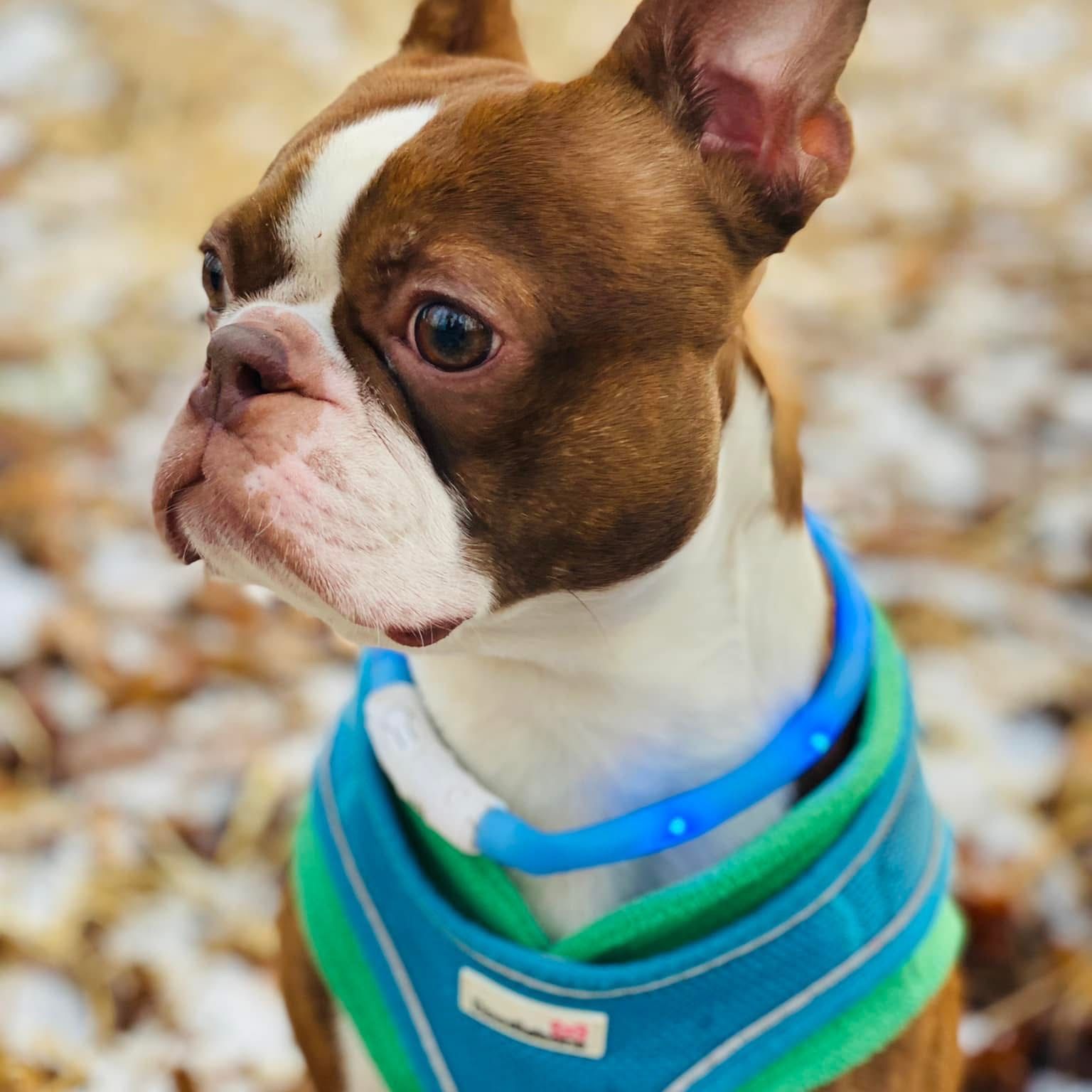 Soutěžní fotografie - Bono,  Bostonský terier