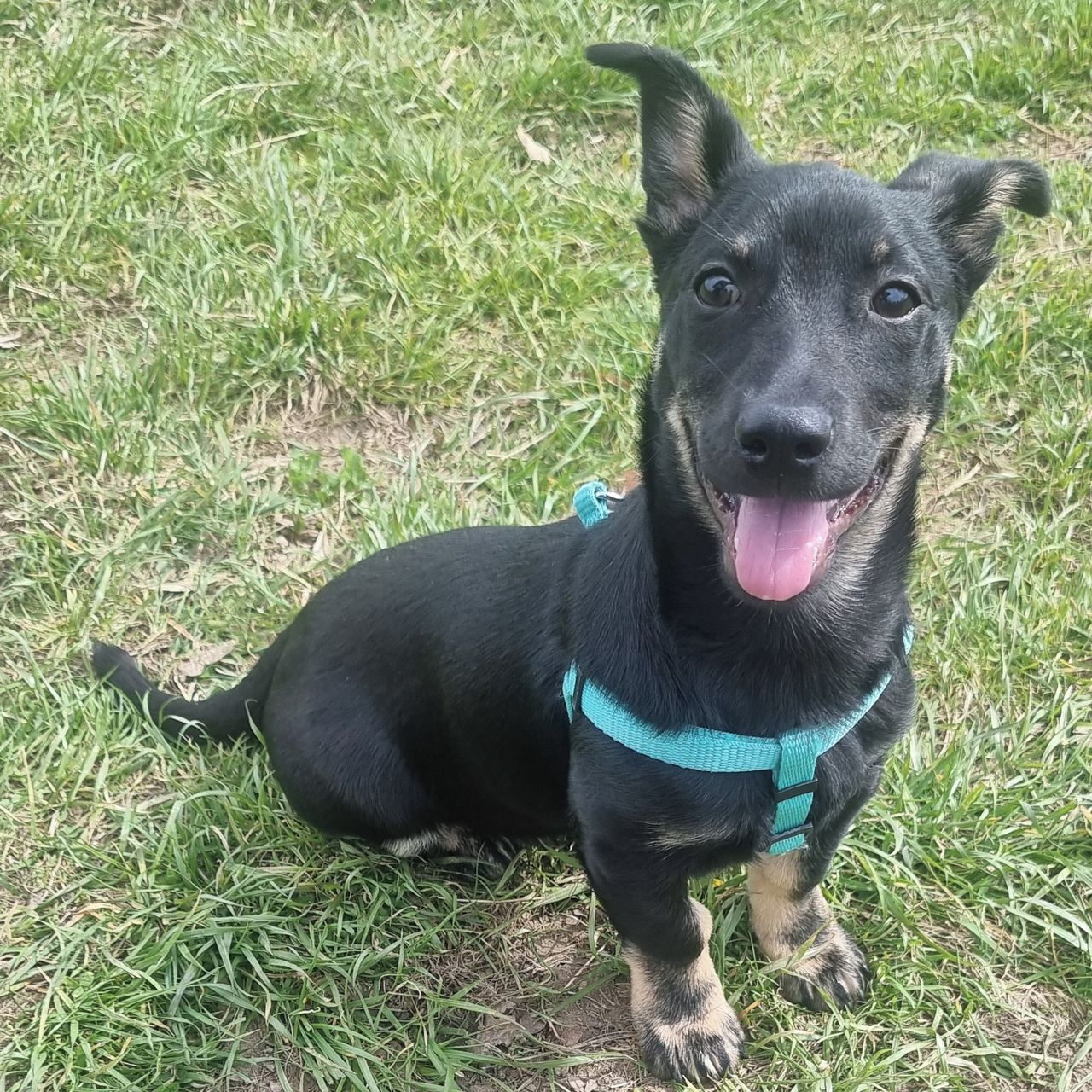 Soutěžní fotografie - Balto,  Ostatní