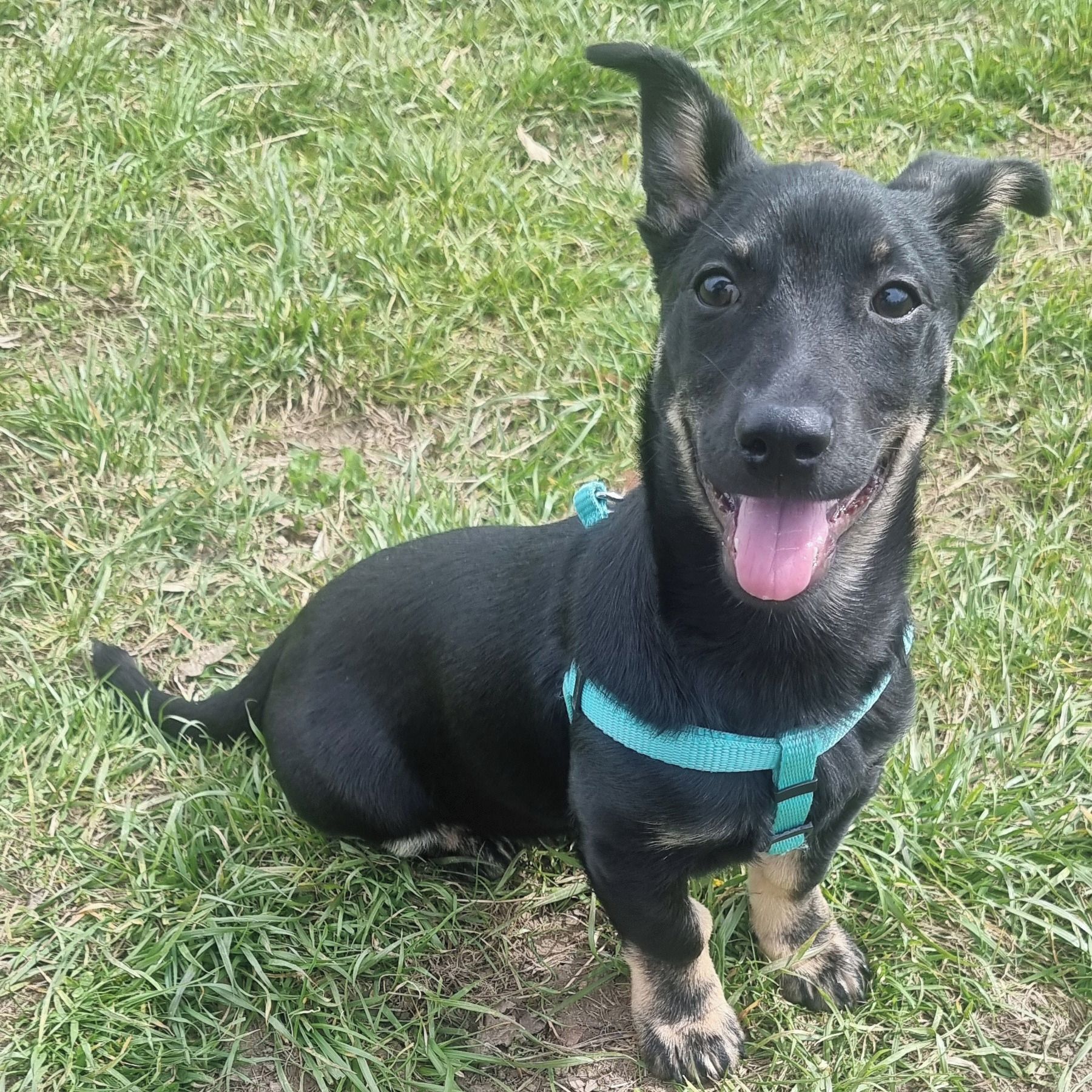 Soutěžní fotografie - Balto,  Ostatní