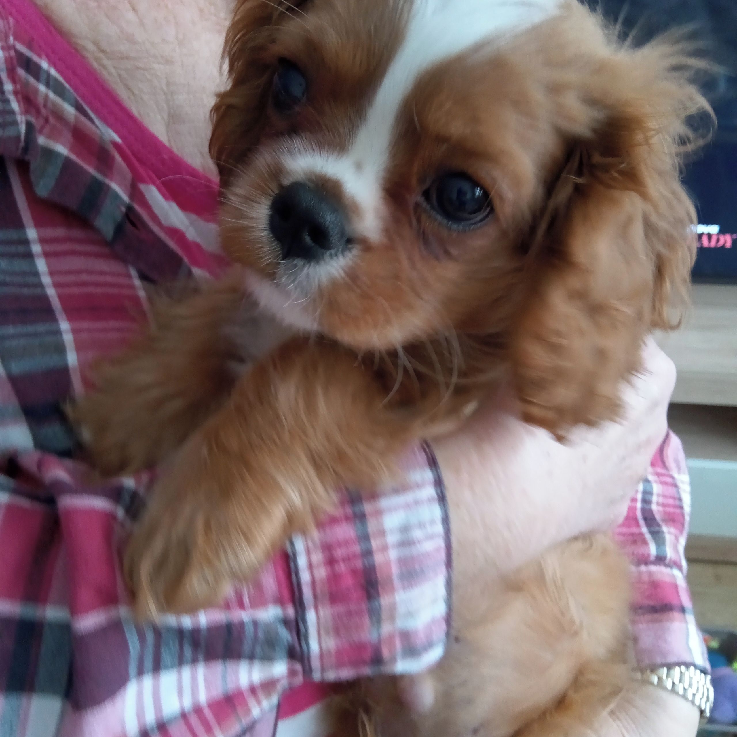 Soutěžní fotografie - Edík,  Kavalír King Charles španěl